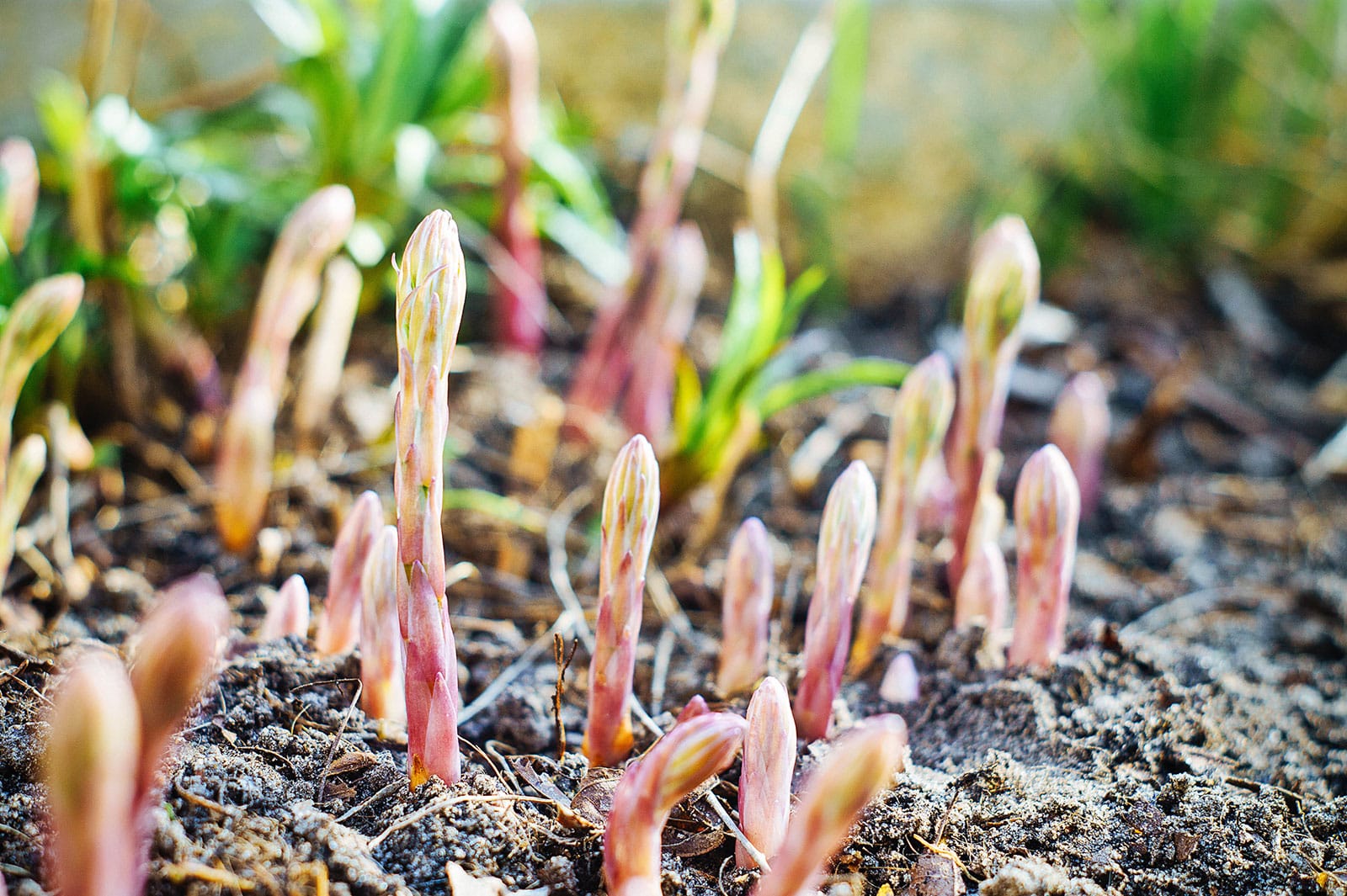 Purple asparagus coming out of the soil