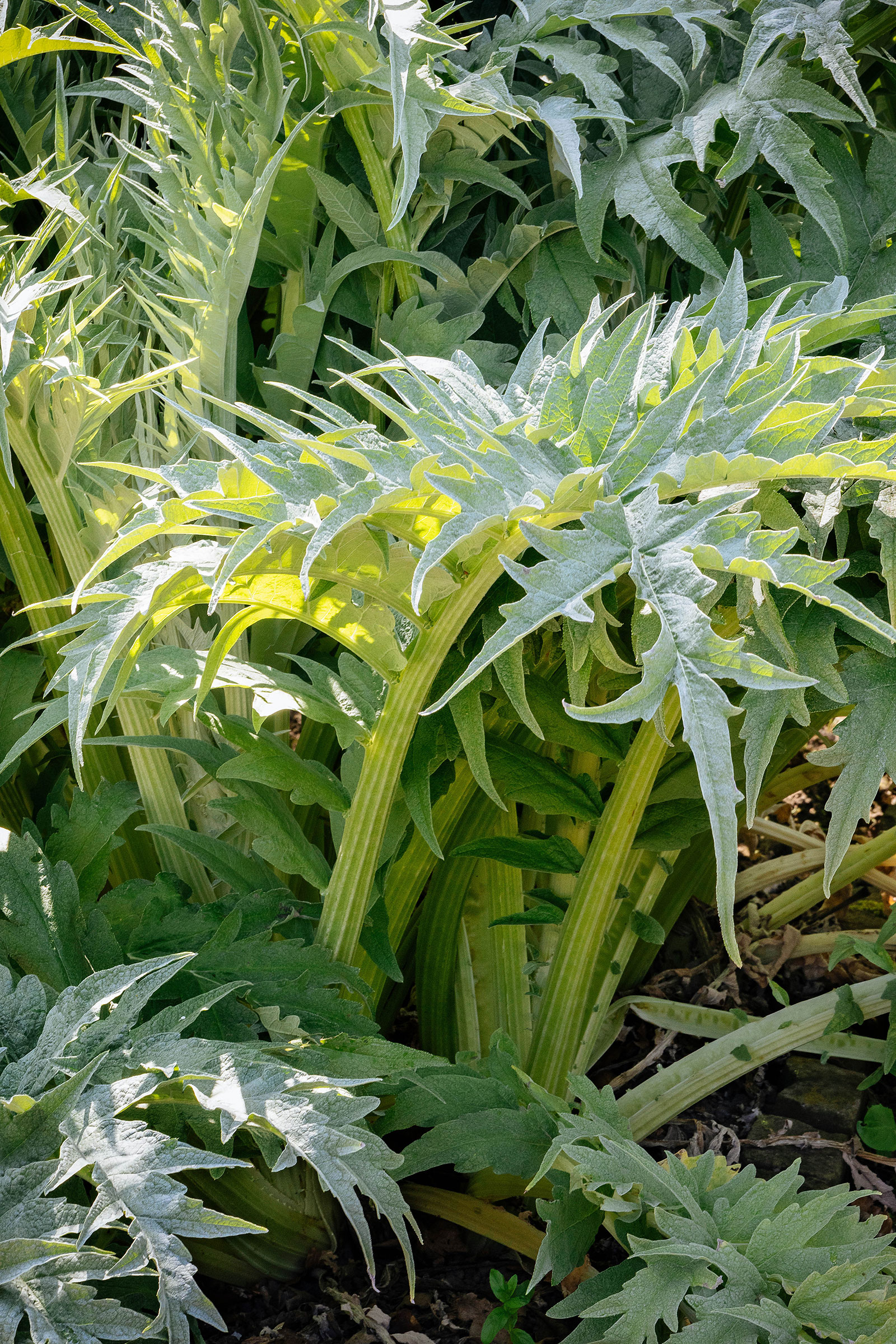 Cardoon plants in a garden