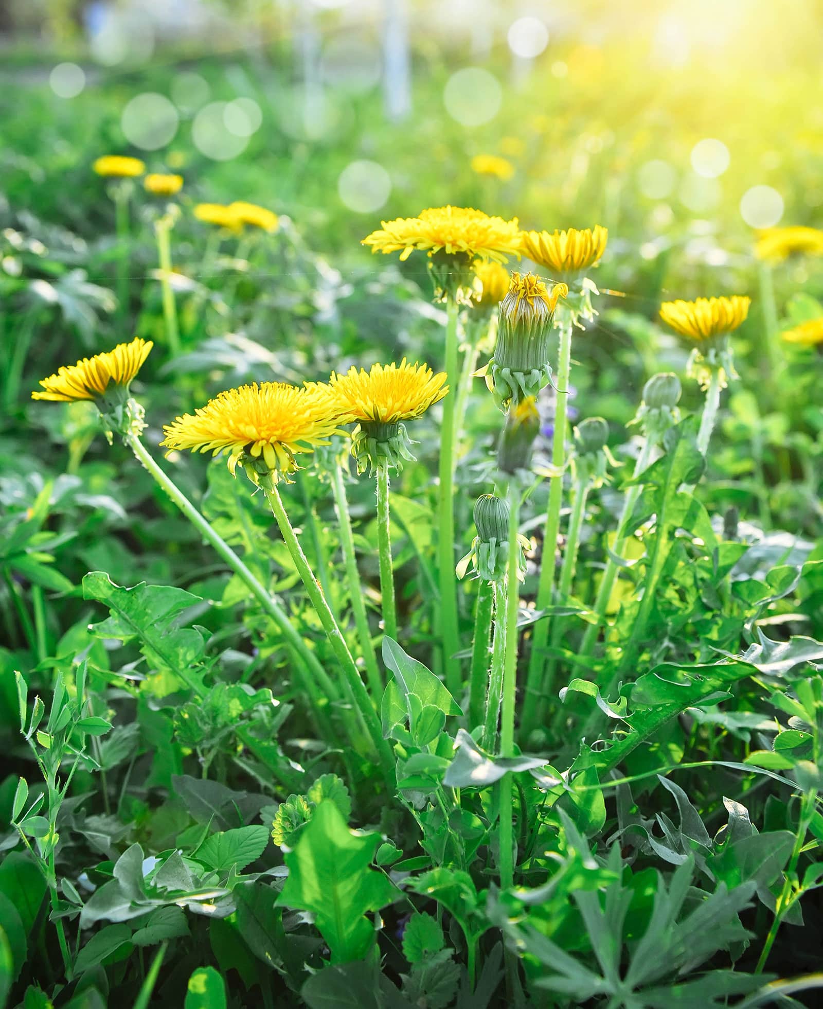 Yellow dandelions in a yard