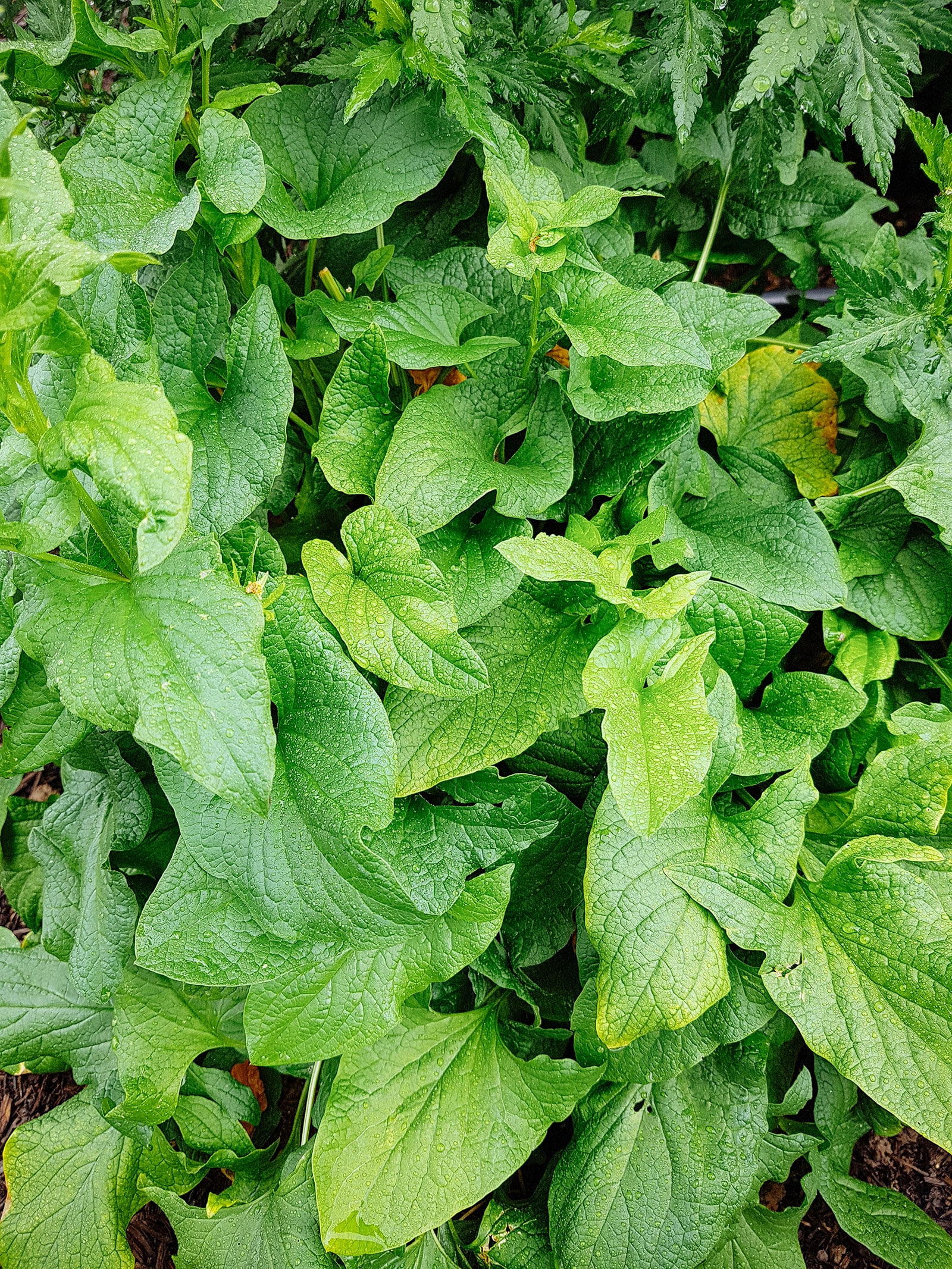 Good King Henry plant in a garden