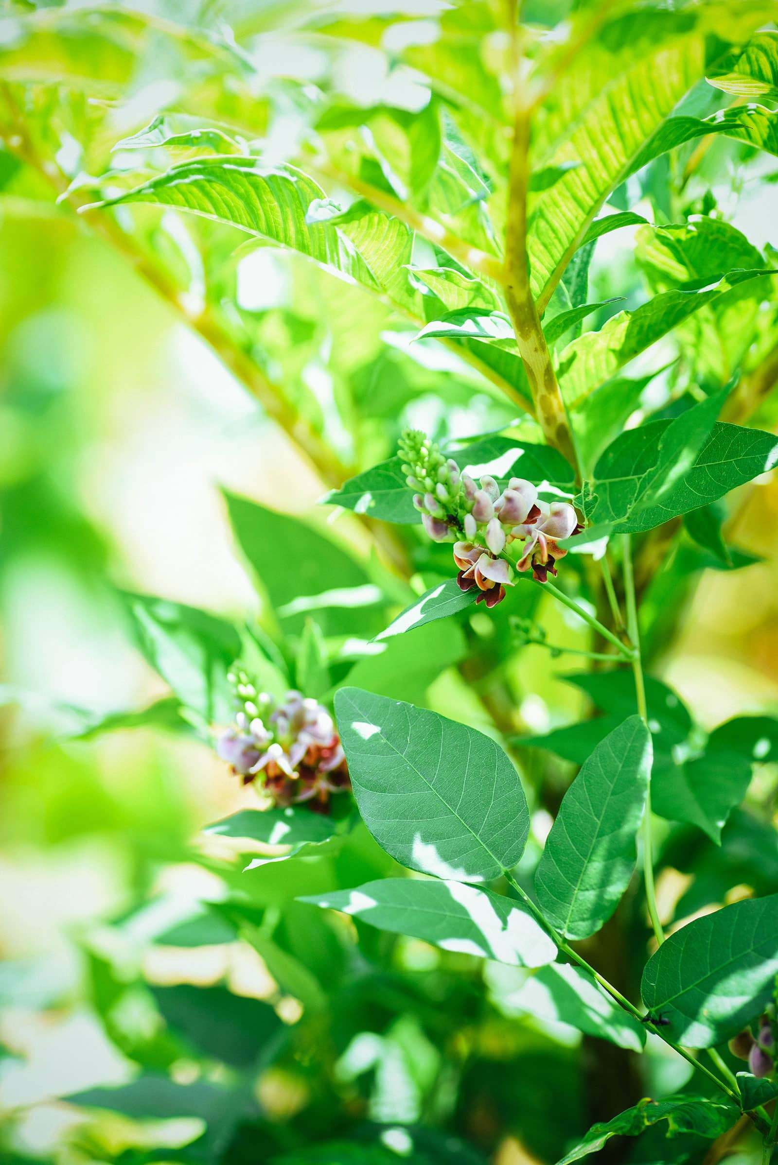 Groundnut vines with flowers