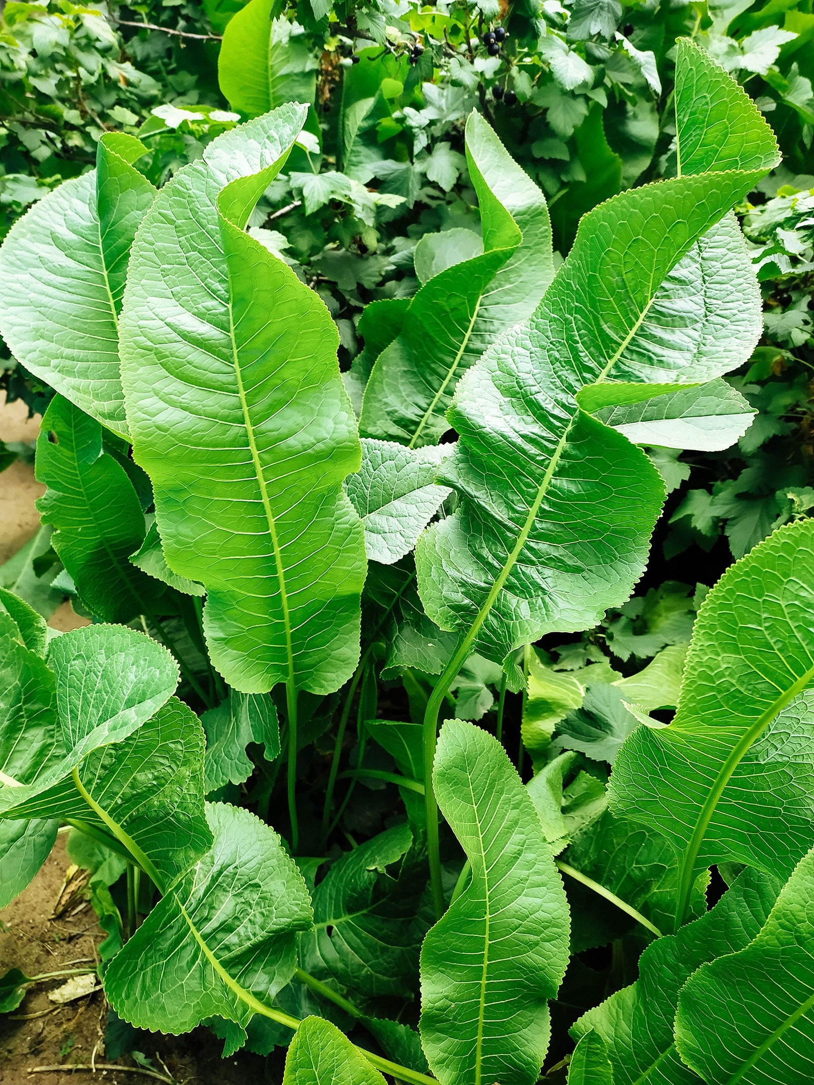 Horseradish plant in a garden