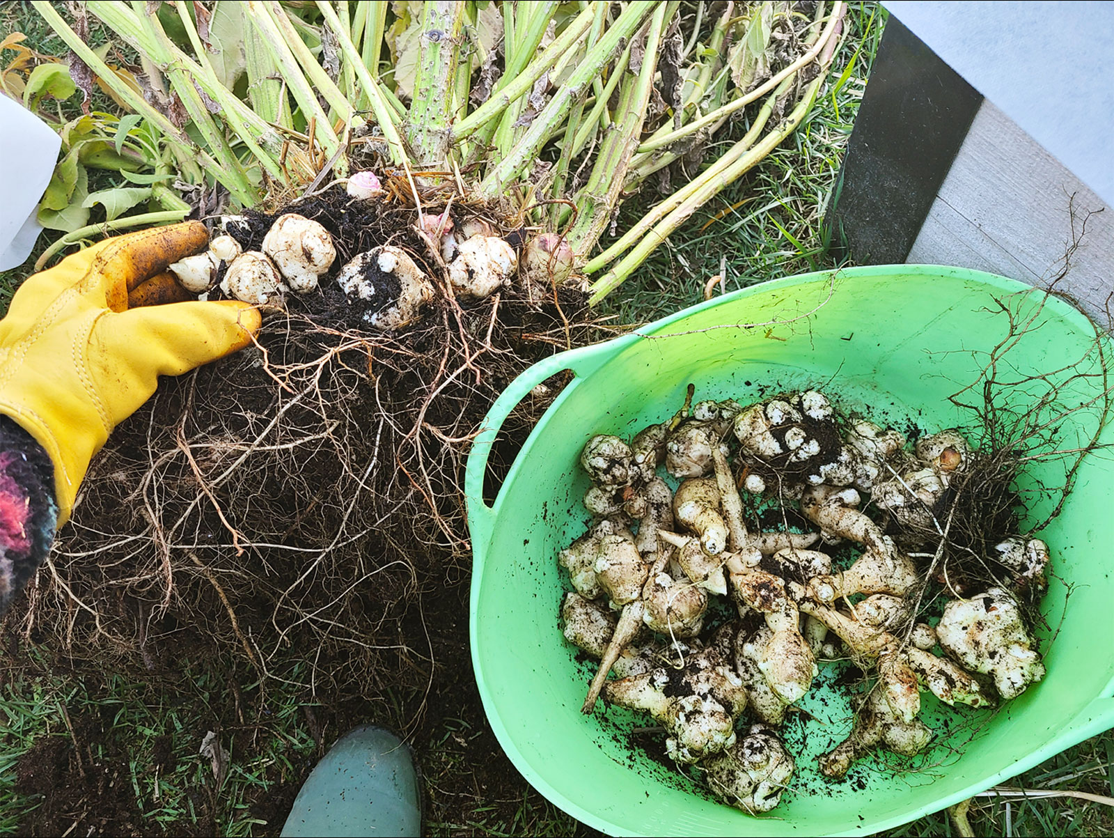 Jerusalem artichoke tubers just harvested from a garden