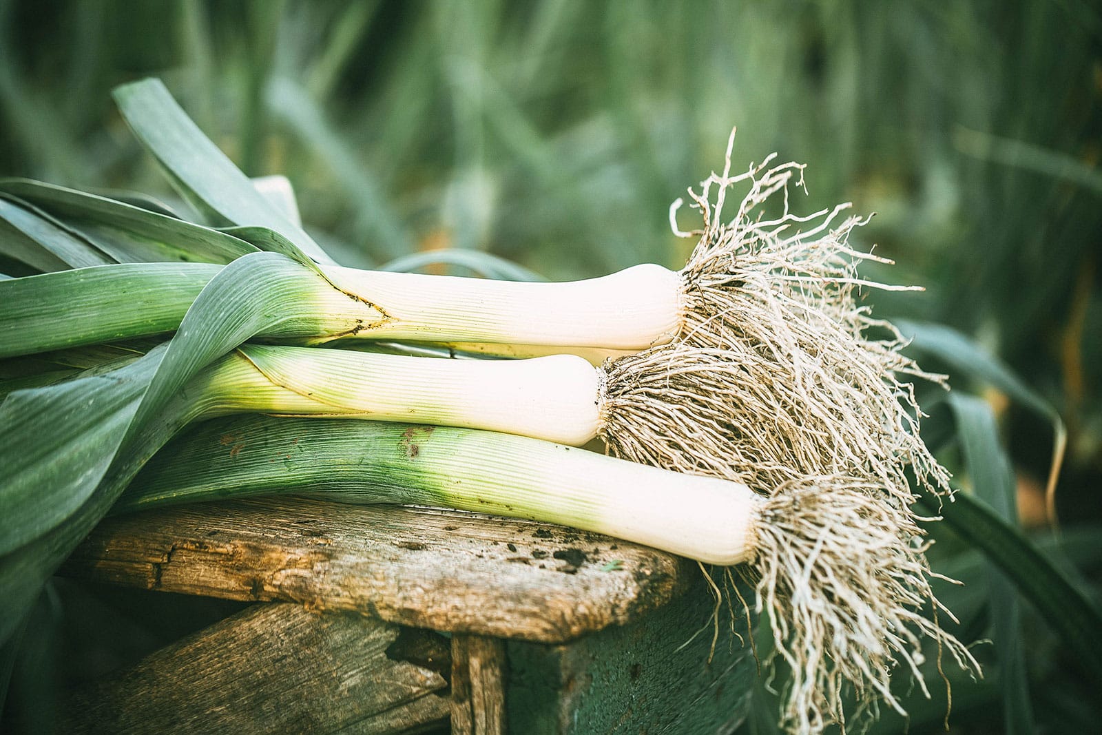 Leeks just harvested from a garden