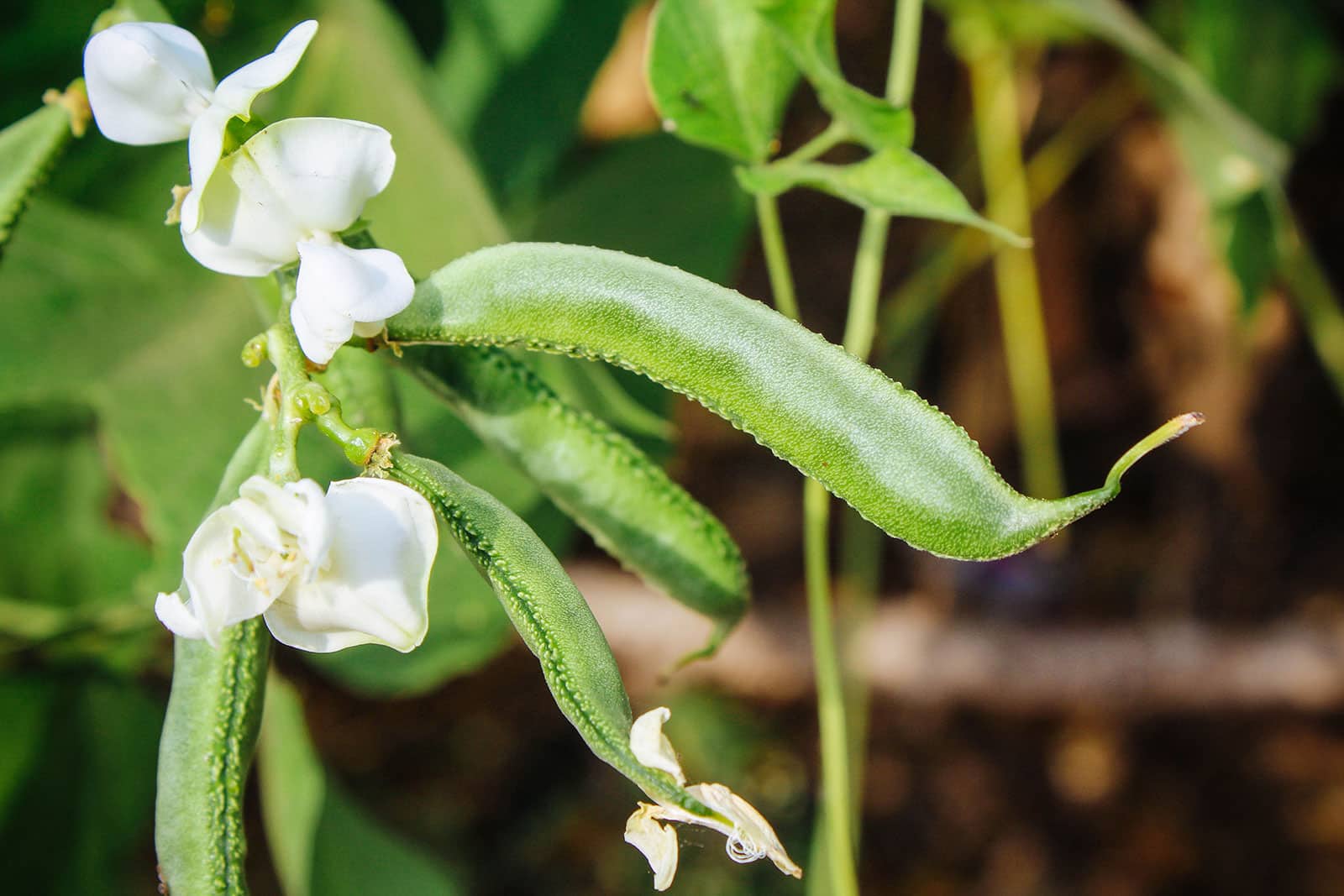 Lima beans growing on vines