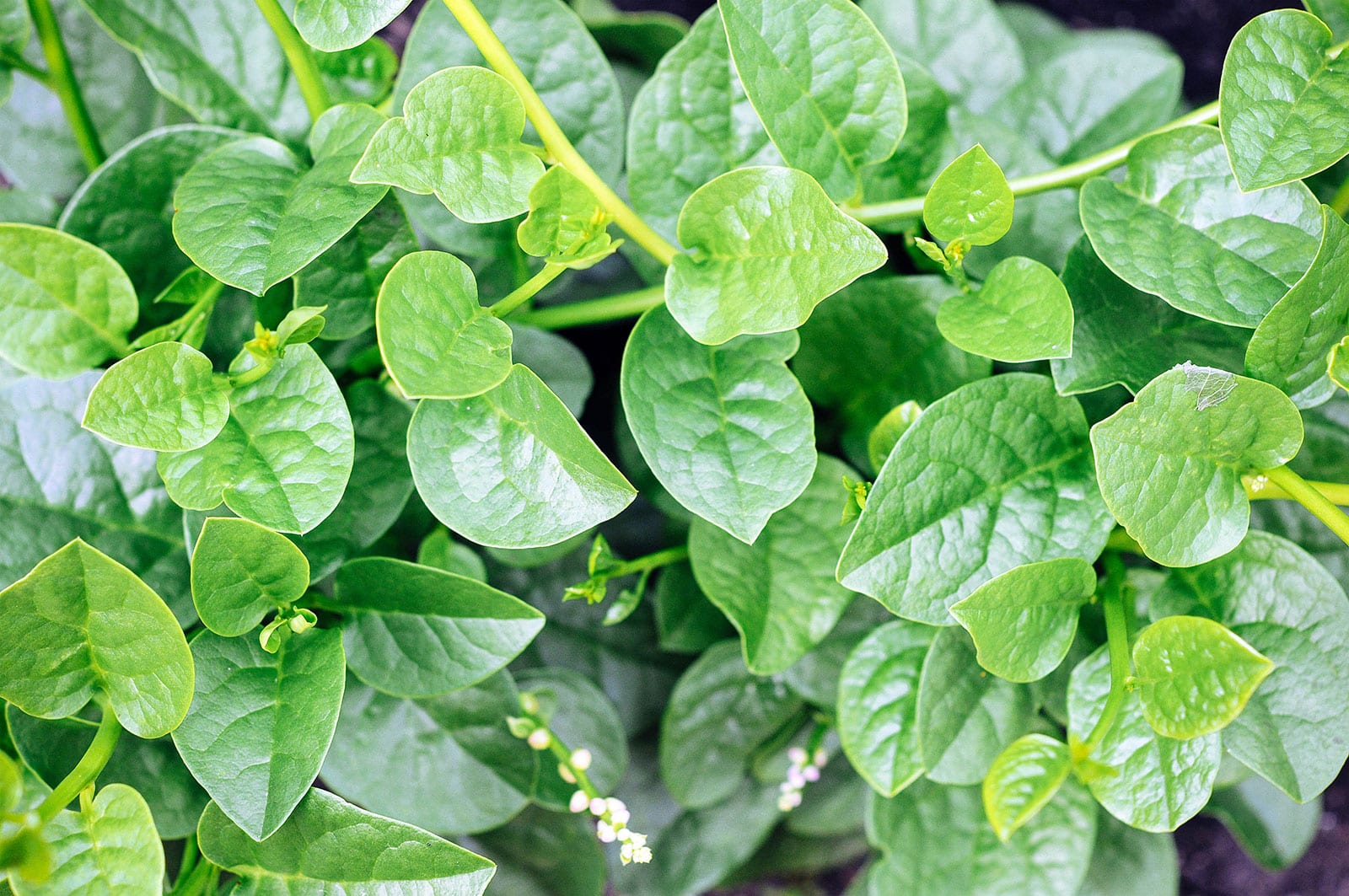 Malabar spinach vines