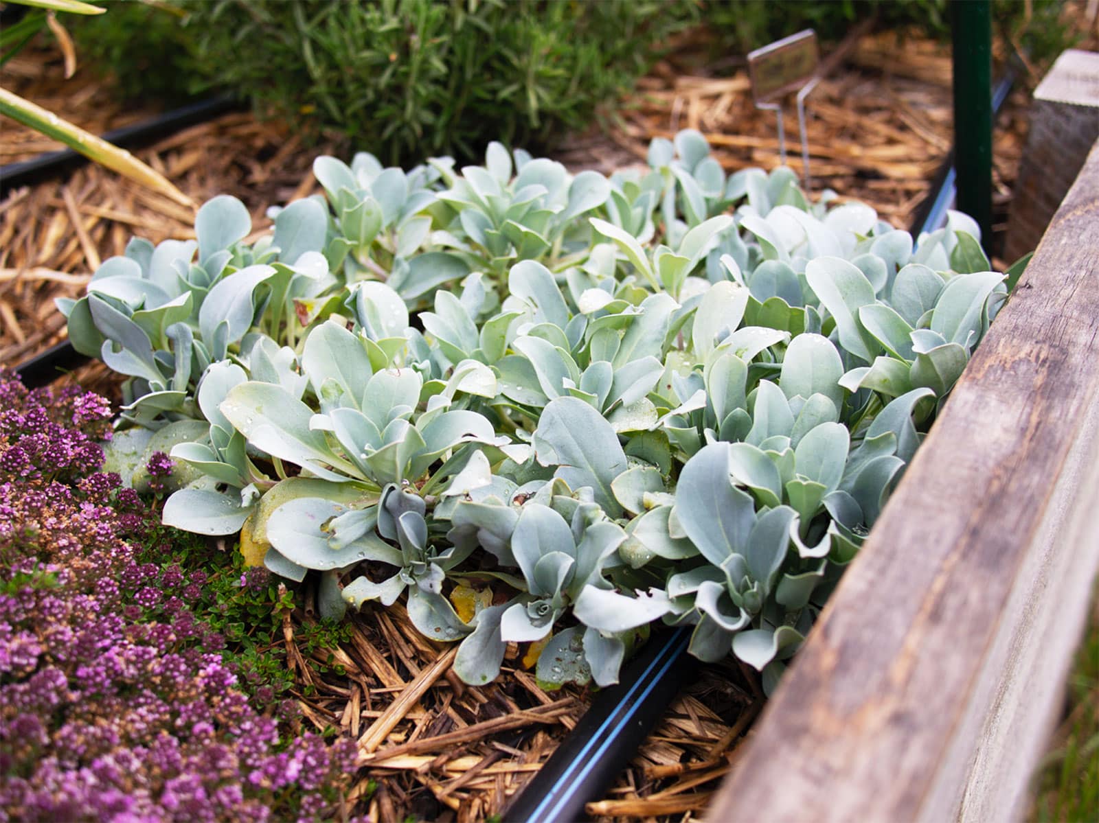 Oyster leaf plant growing in a garden bed