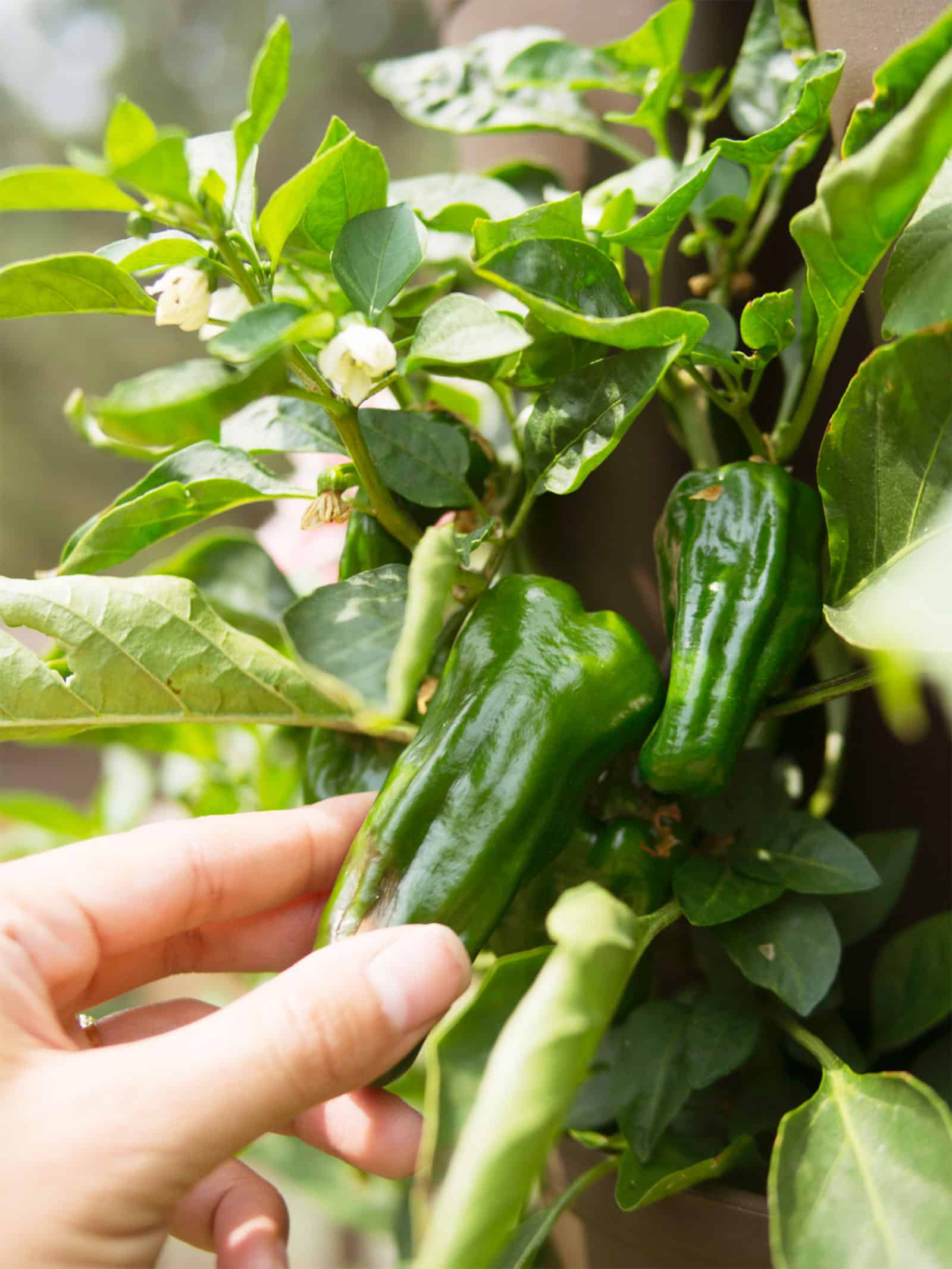 Chili pepper plant