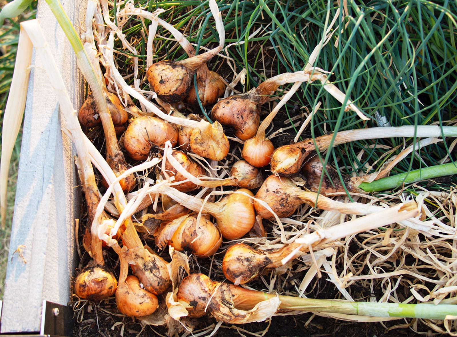 Potato onions just harvested from a garden bed