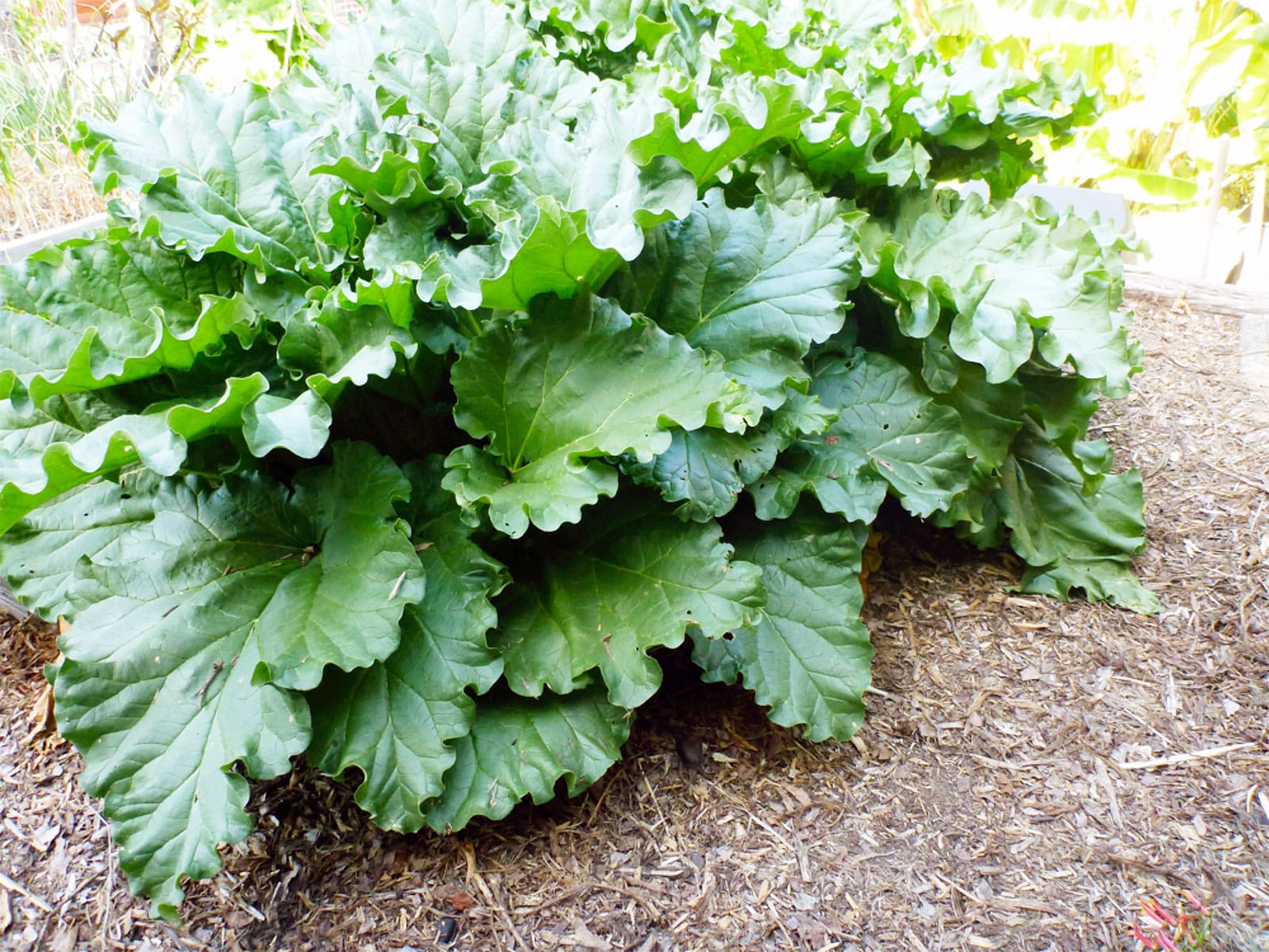 Rhubarb plant in a garden