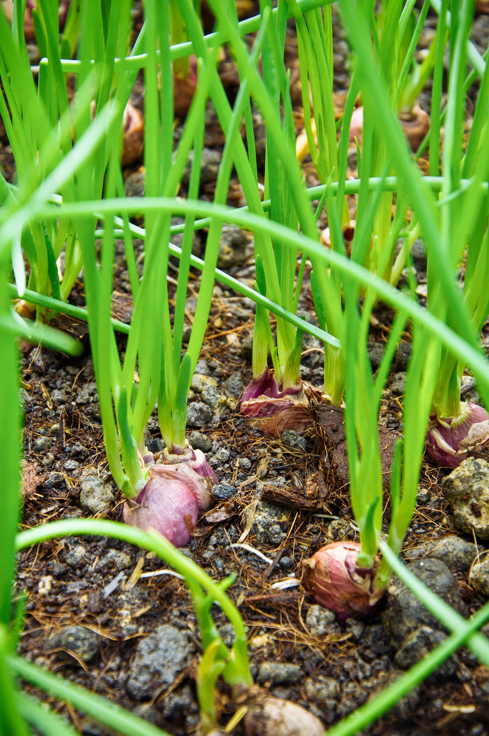 Shallots in a garden