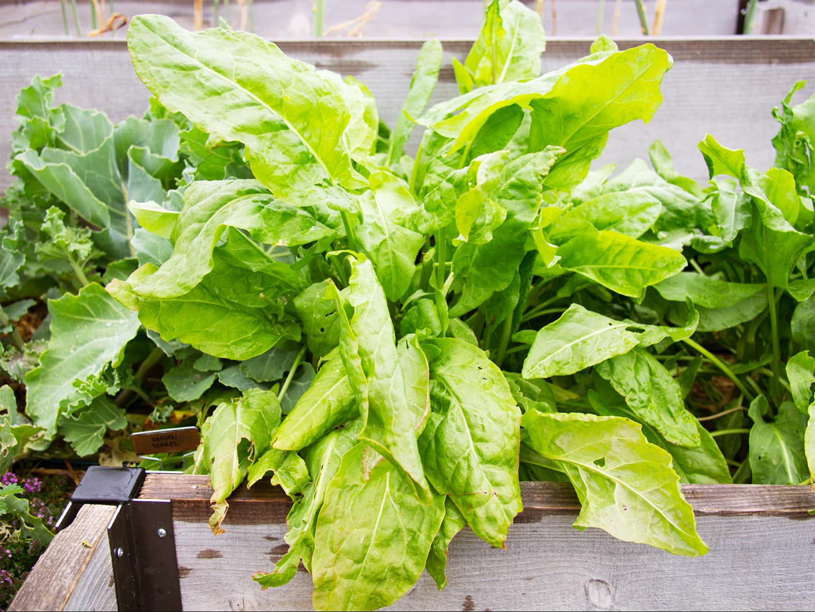 Common garden sorrel growing in a raised bed