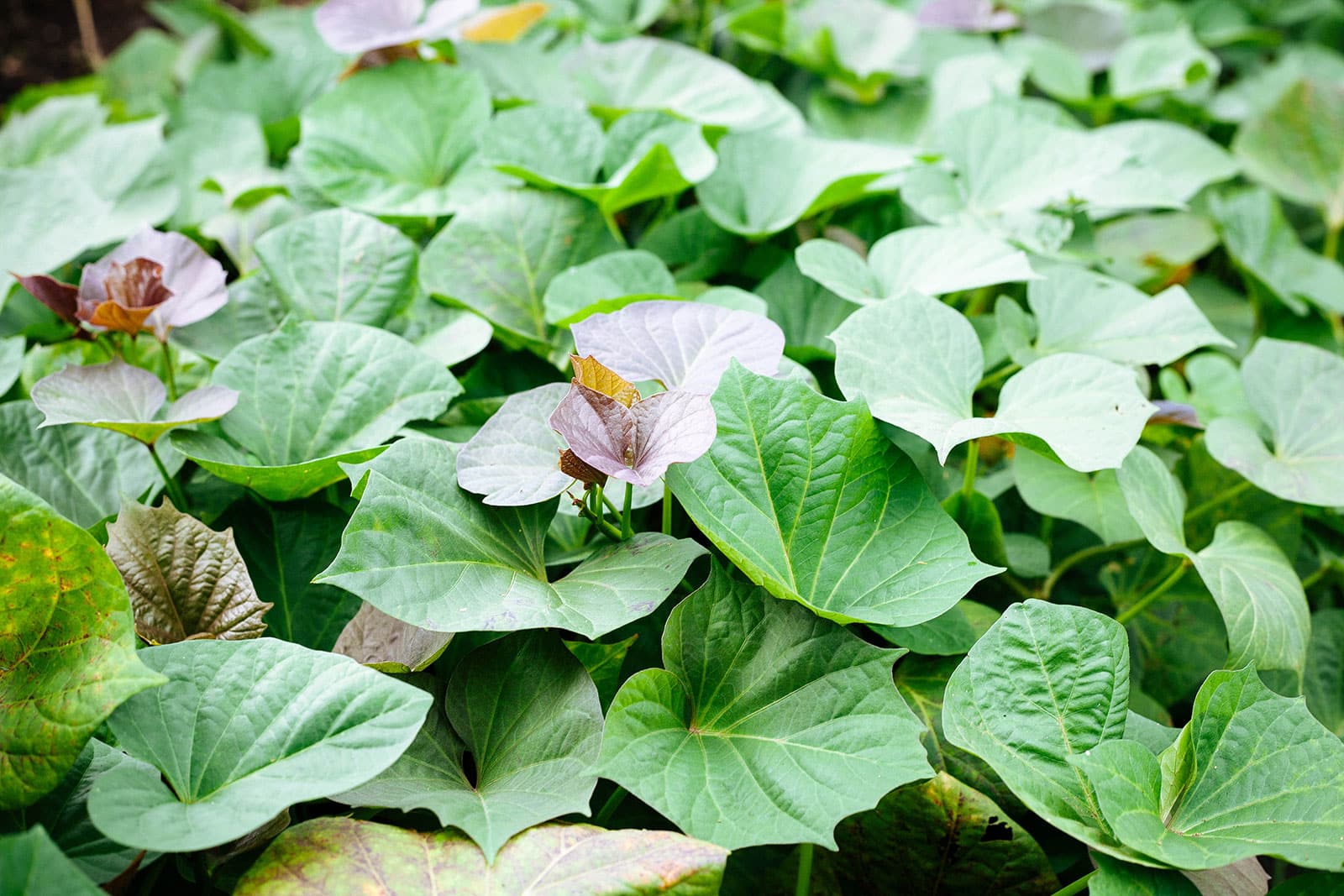 Sweet potato plants in a garden