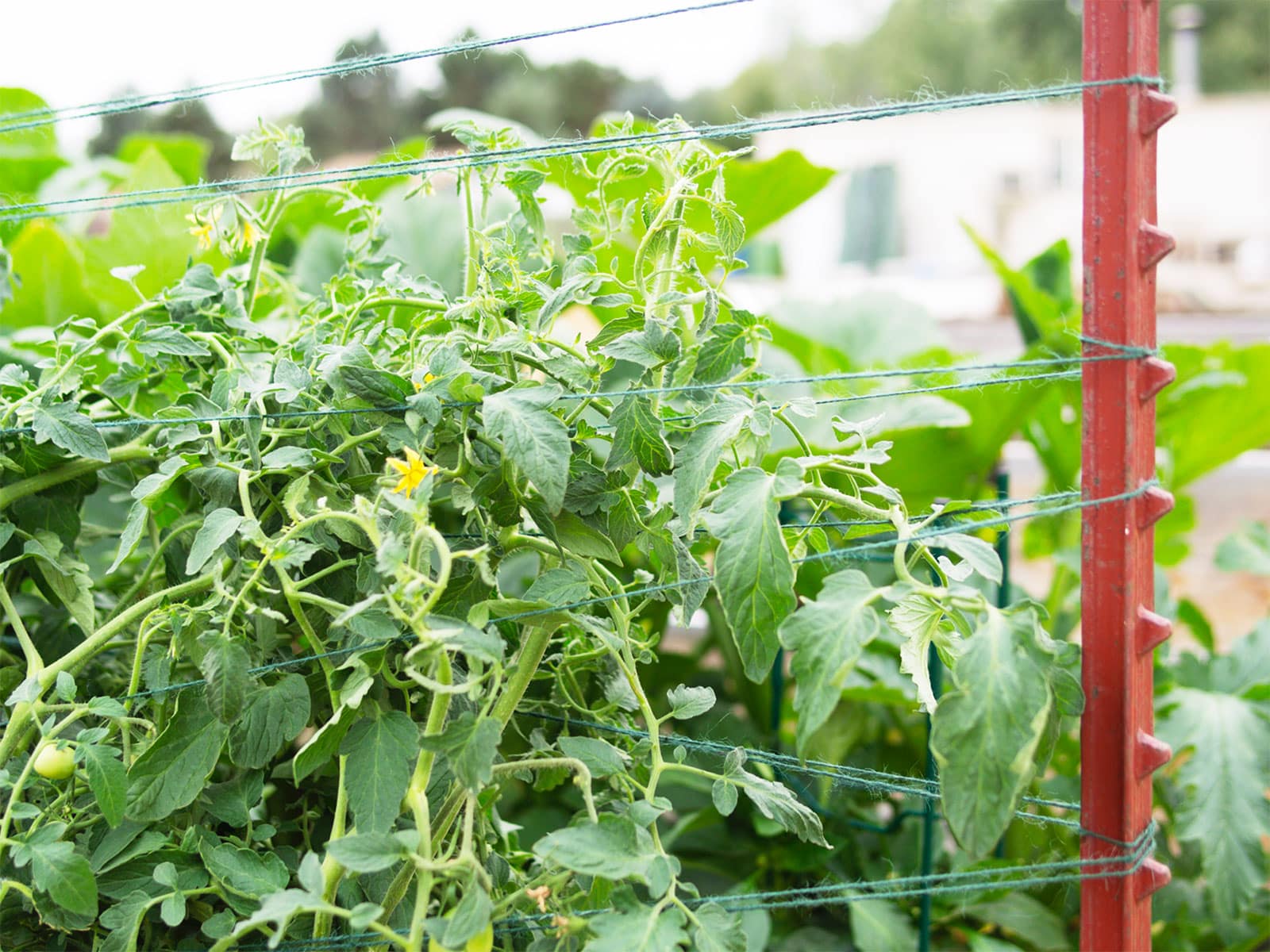 Tomato plants growing on a Florida weave trellis