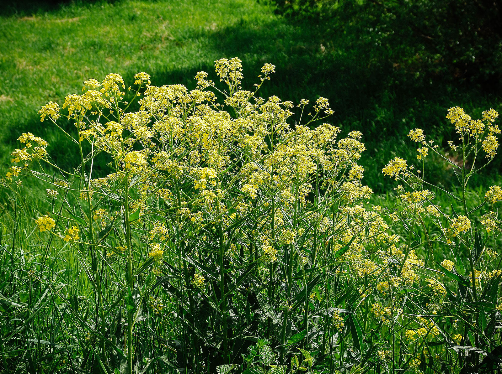 Turkish rocket plants