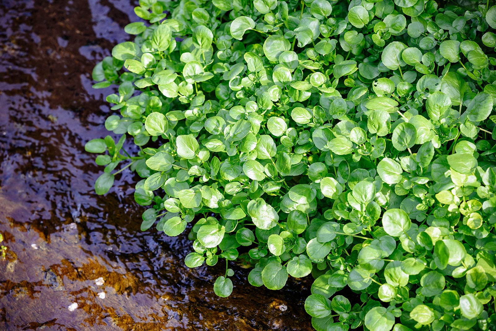 Watercress growing near a pond