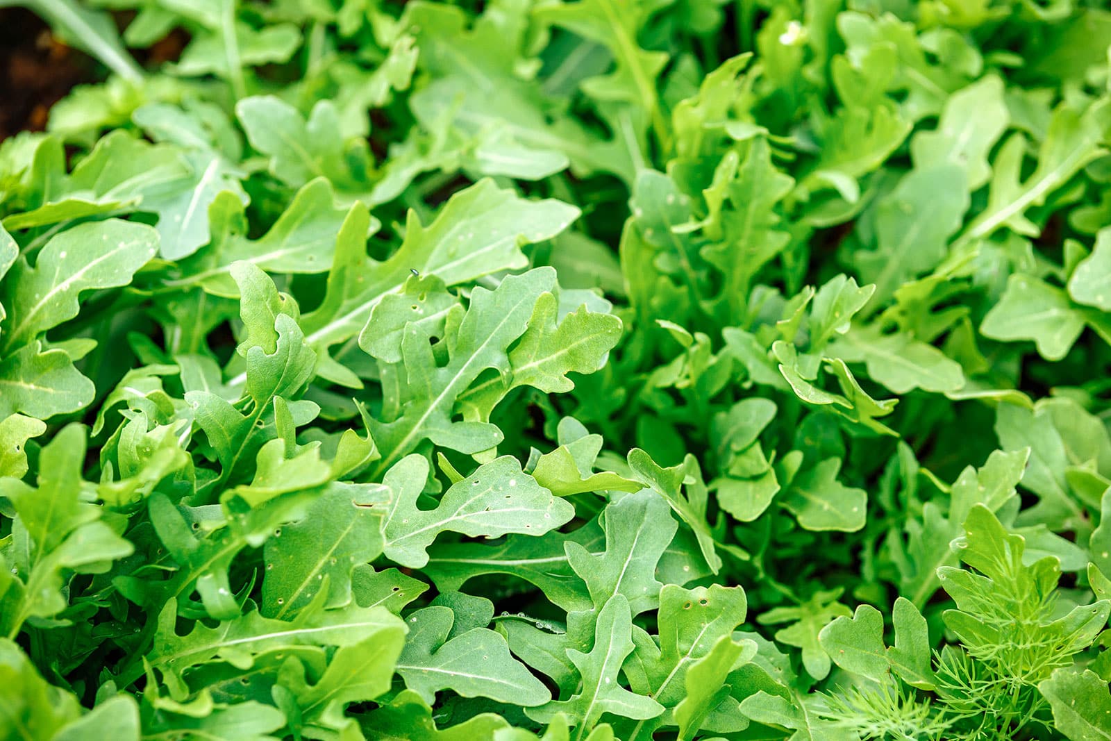 Wild rocket plants