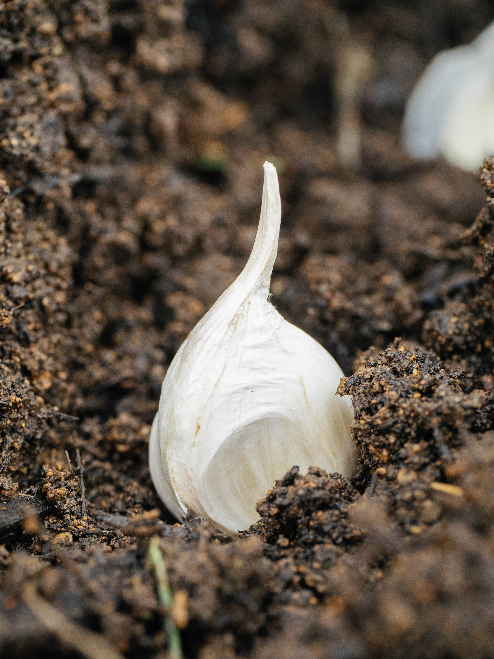 Get your garlic on: planting and growing garlic the easy way