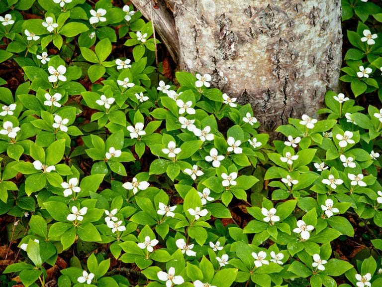 21 Perennial Ground Covers for Shade Gardens (In Every Climate)