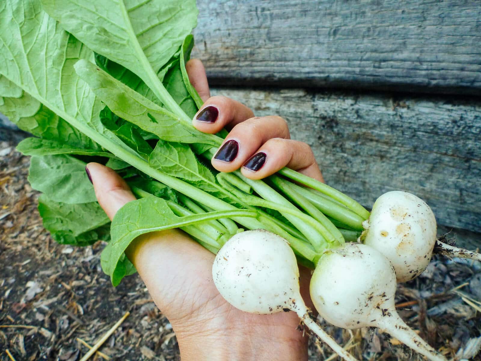 These are the best vegetables that grow in shade