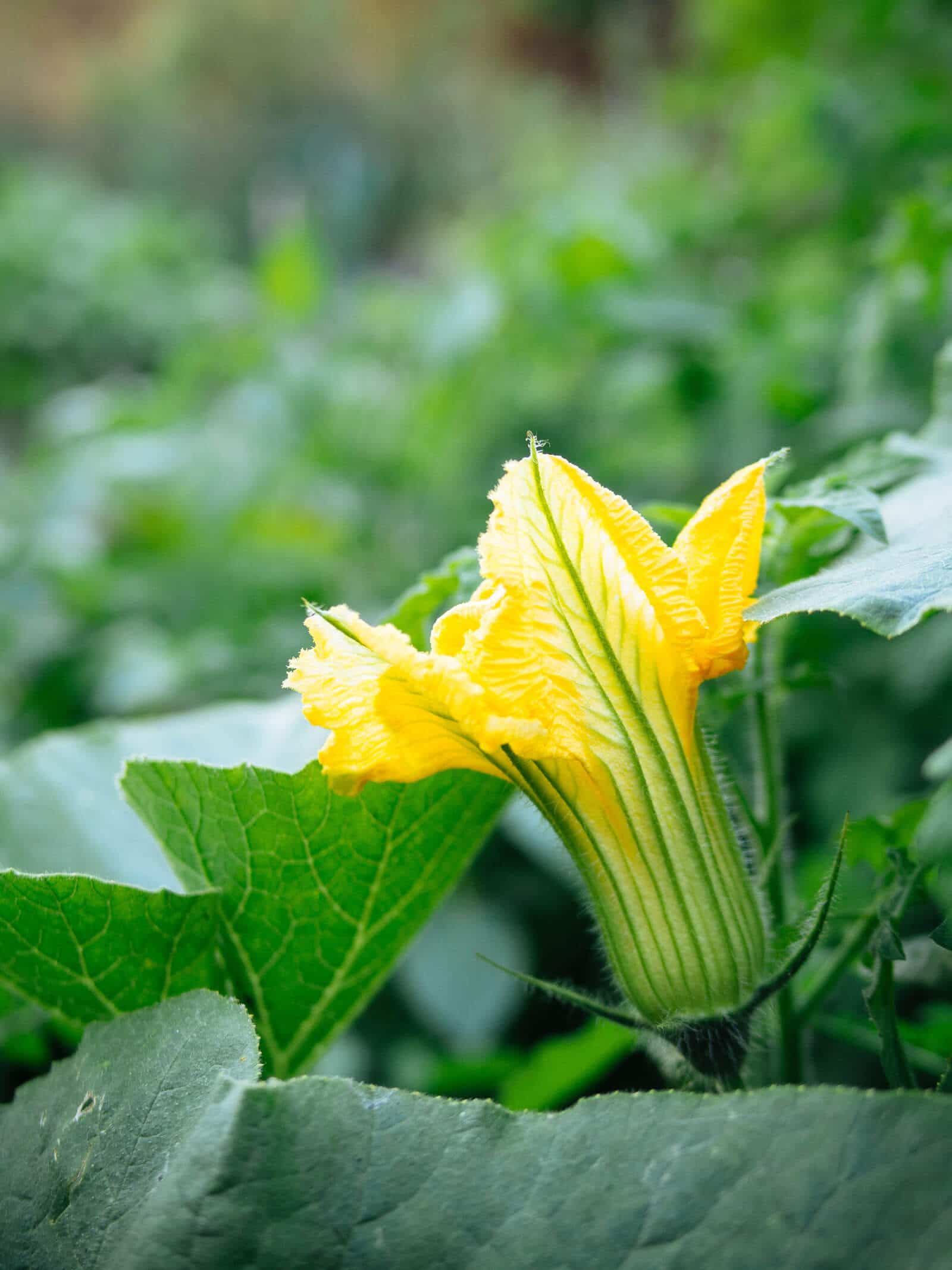 Male squash blossom