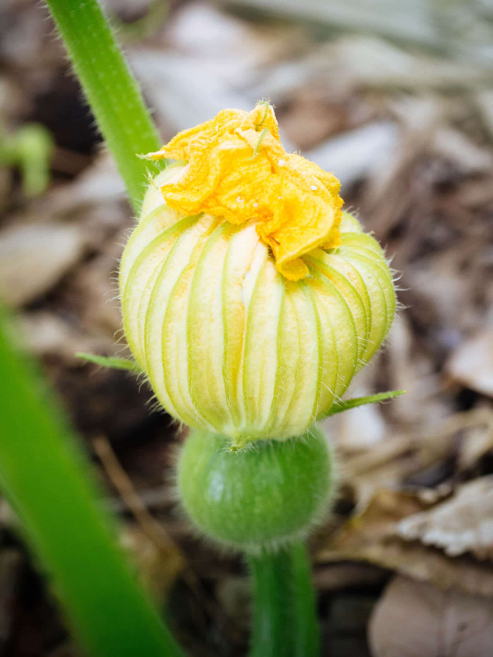 Female squash blossom with immature fruit attached