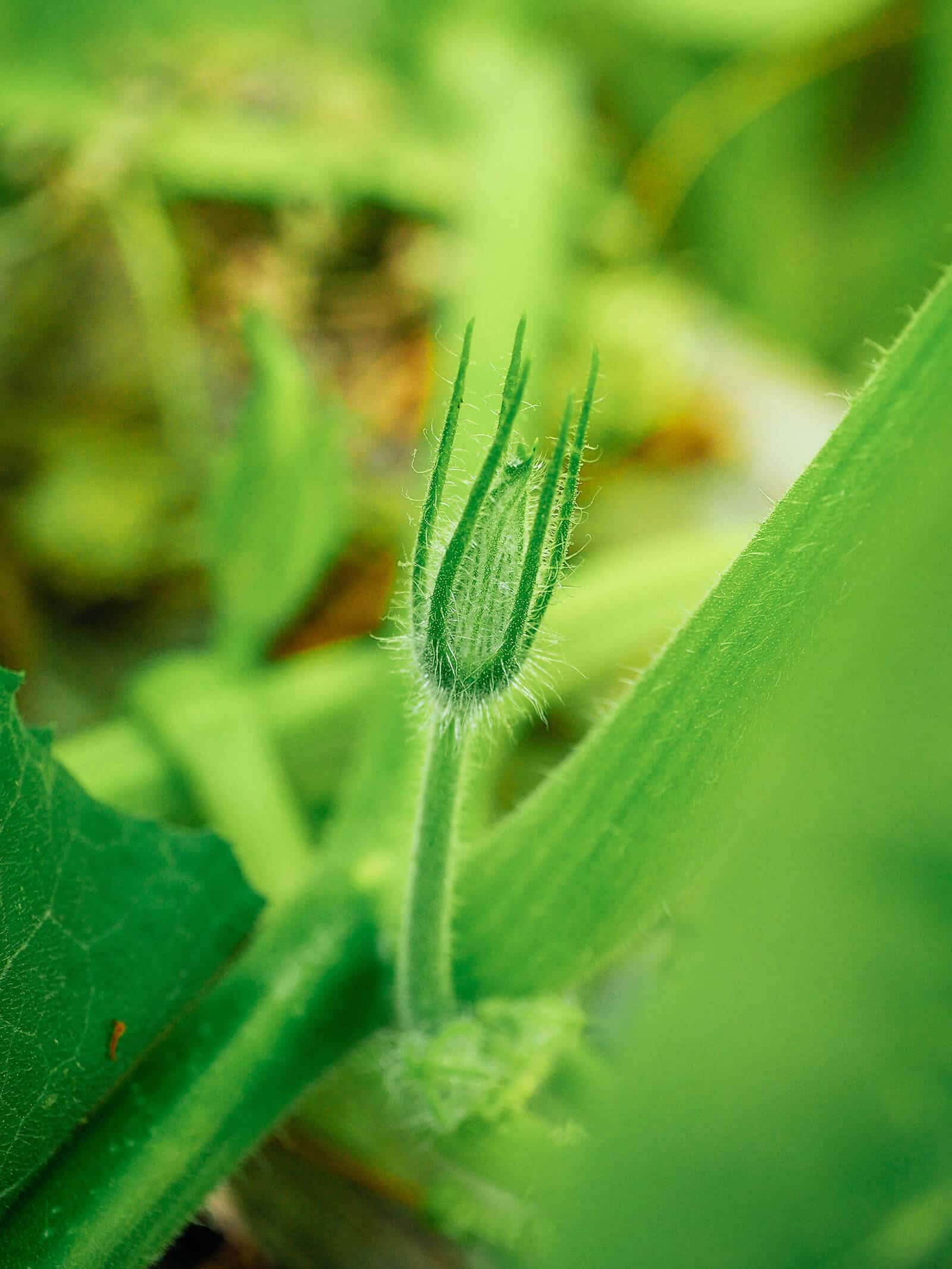 Young male squash blossom