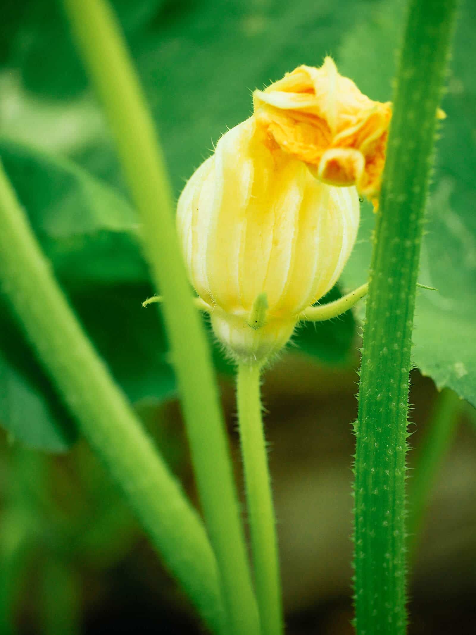 Mature male squash blossom