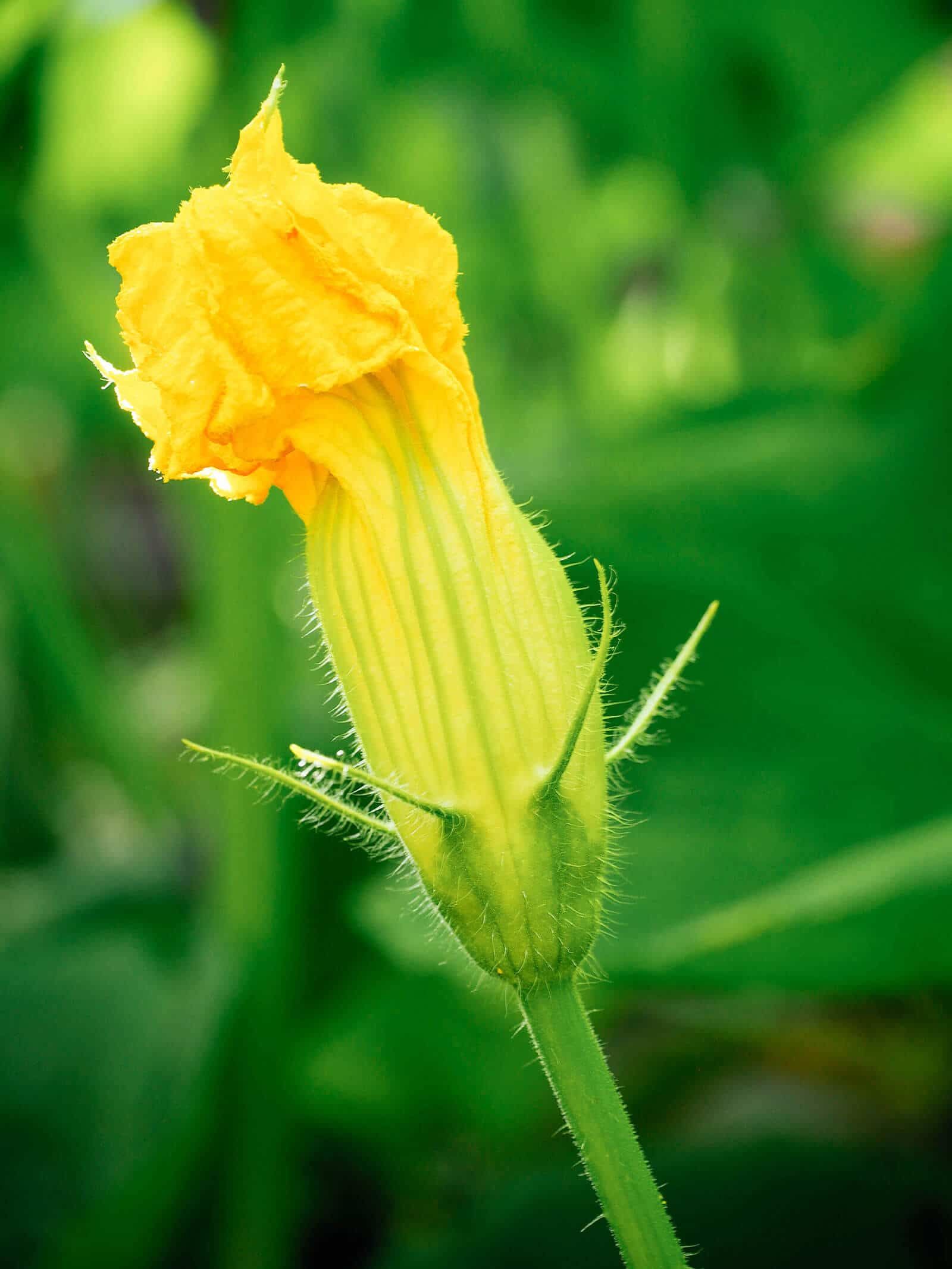 Male squash flower