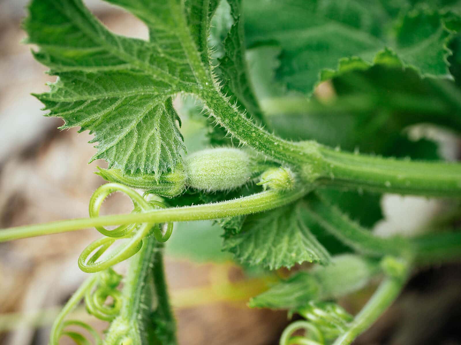 Squash vine with female flowers bearing immature fruits