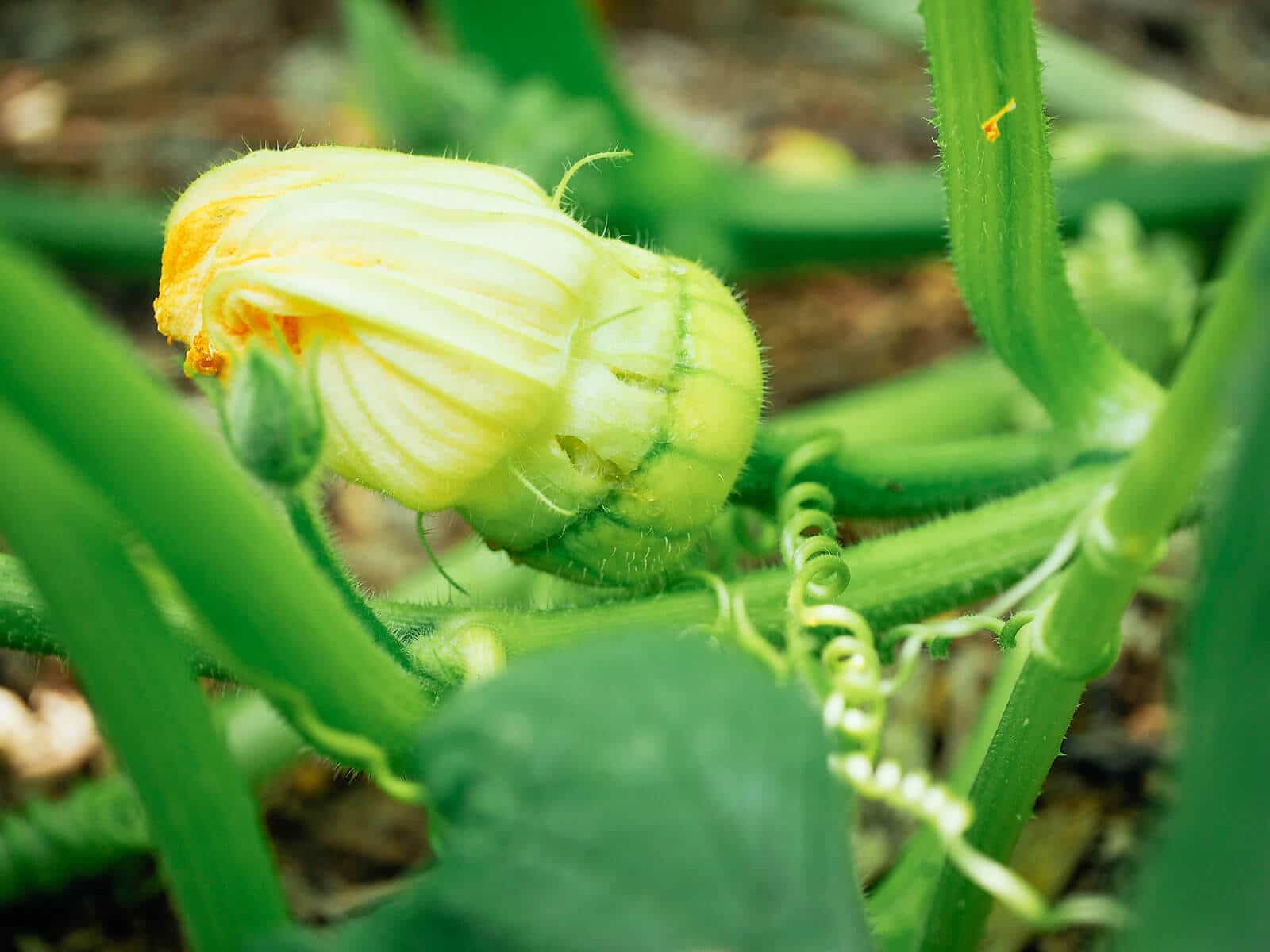 Female pattypan squash flower