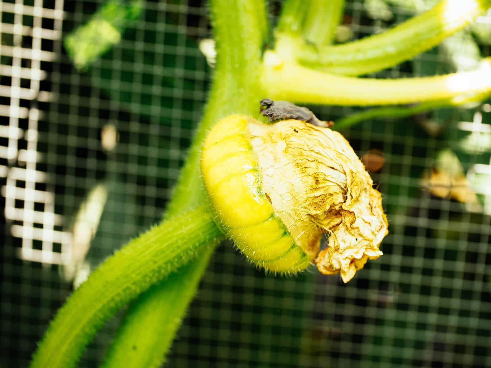 Non-pollinated female squash blossom with shriveled petals