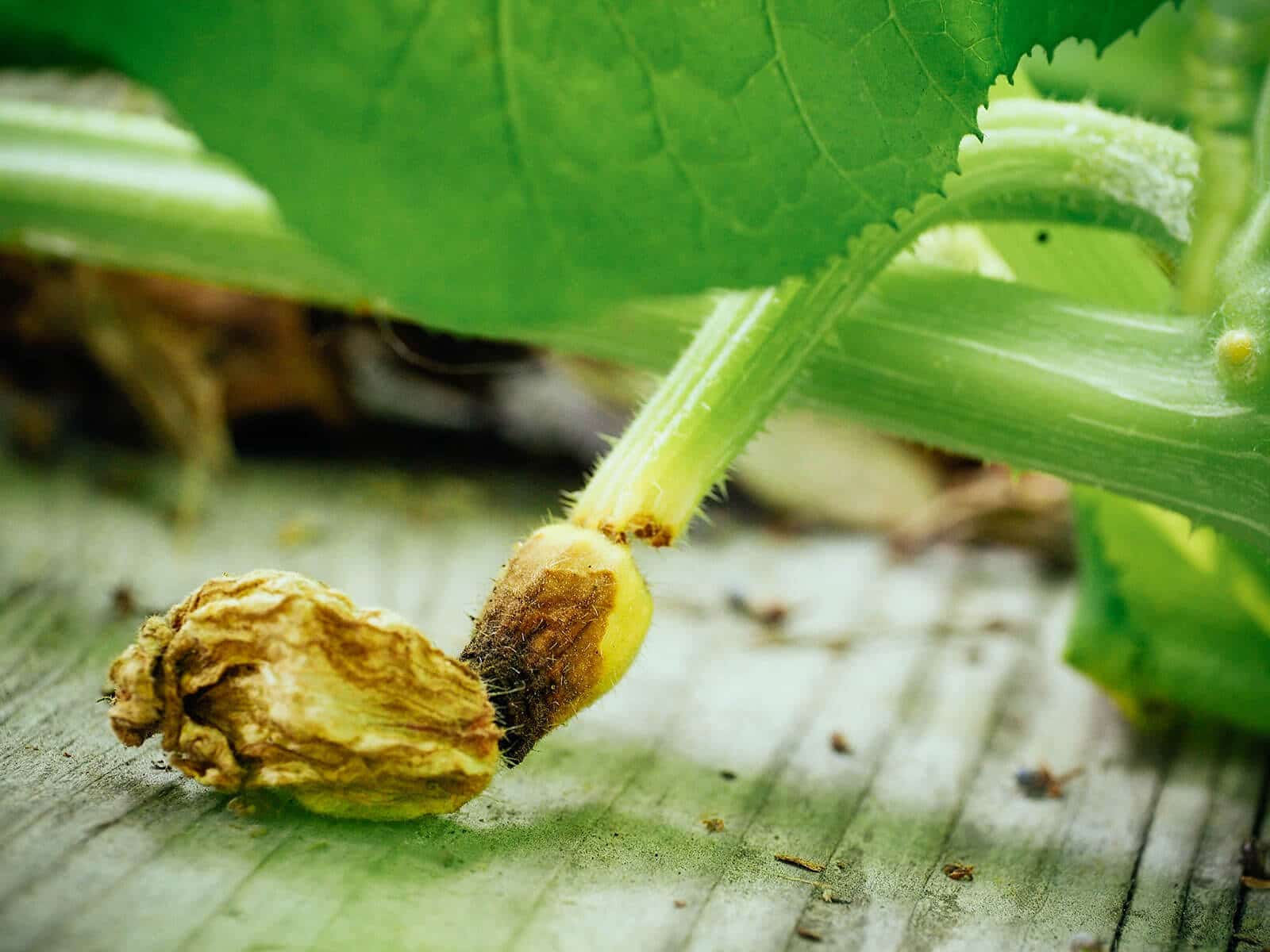 Unfertilized female squash flower and rotting fruit