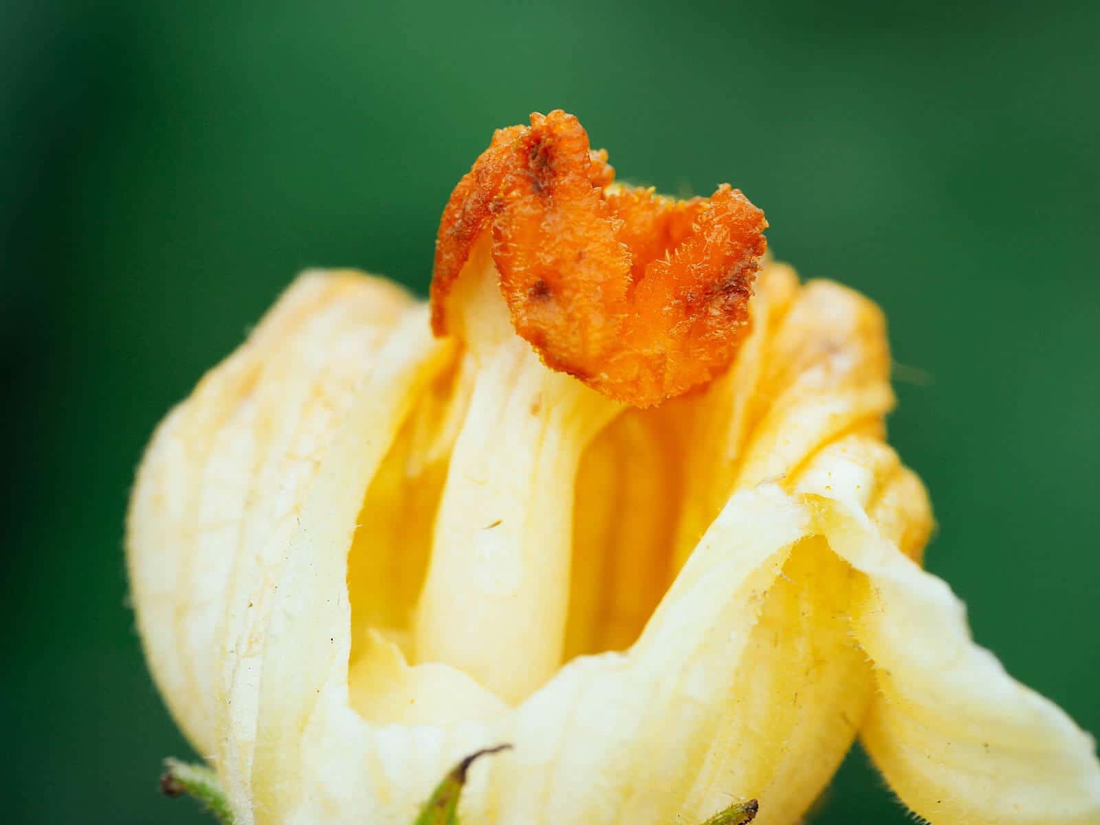 Close-up side view of pistil with sticky orange stigma on top