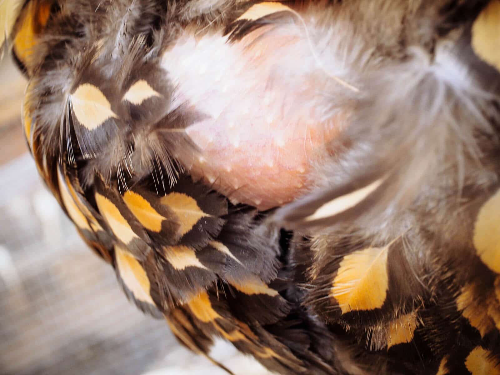 A broody hen that pulled all her chest feathers out, revealing bare skin to keep her imaginary eggs warm