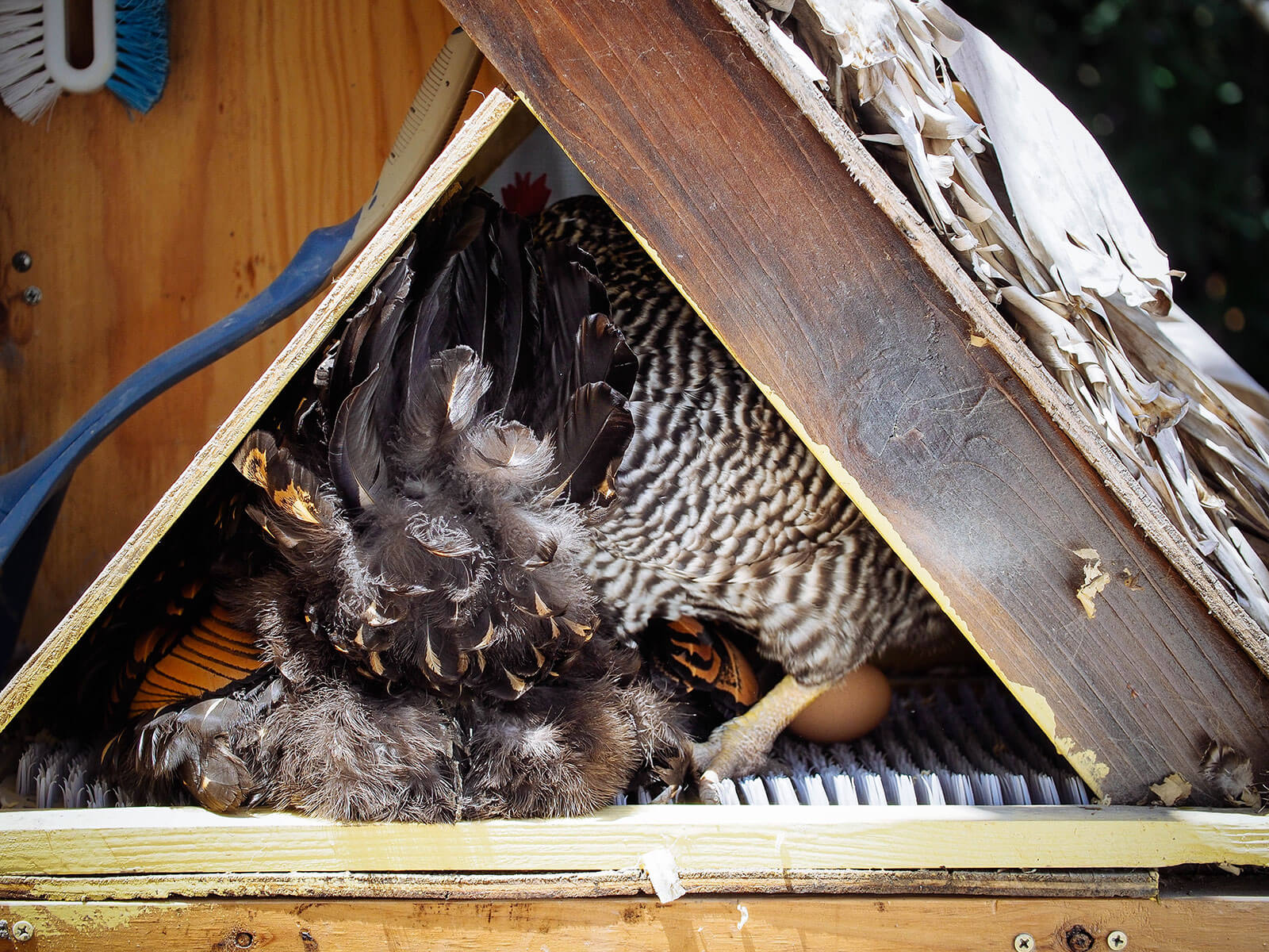 Broody chicken hogging the egg box