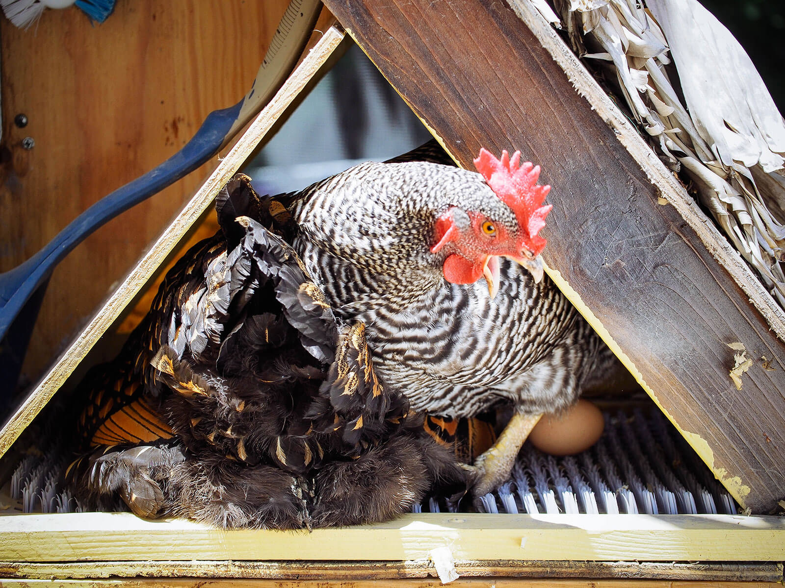 A broody and non-broody chicken in an egg box