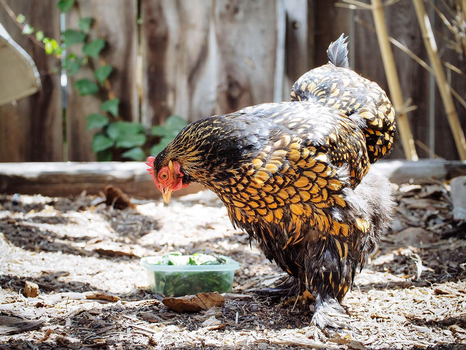 A damp chicken will occupy herself with preening her feathers outside in the sun