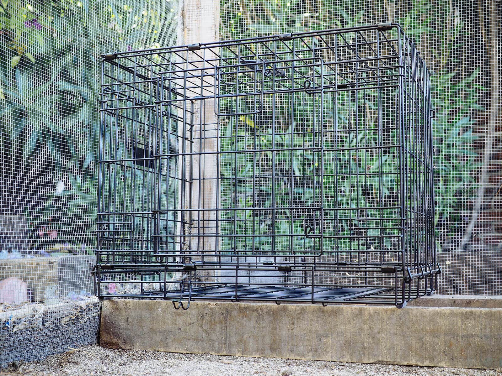 A wire dog kennel works as a makeshift chicken jail