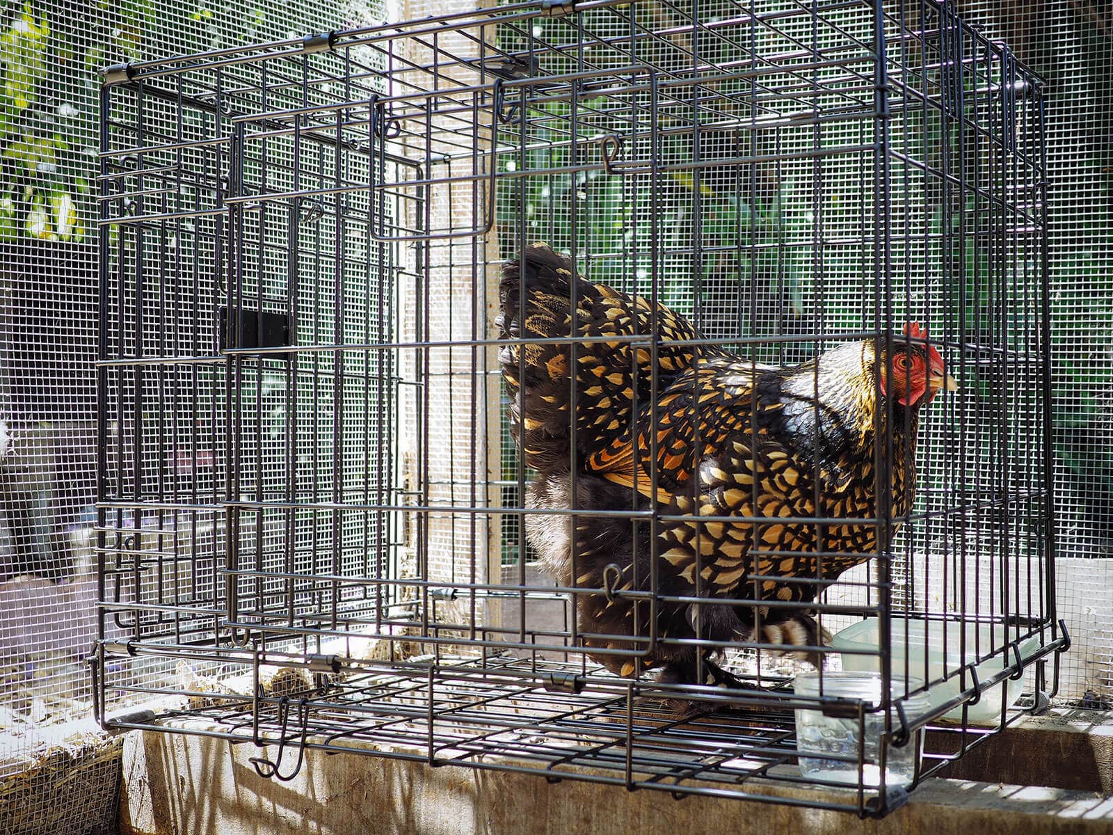 Breaking a broody hen may mean a couple nights in "chicken jail"