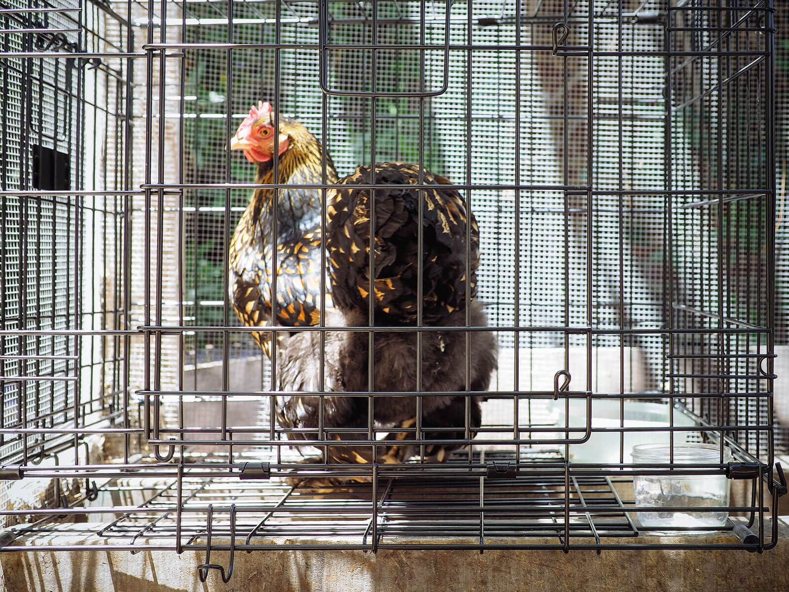 Chicken jail is meant to keep a broody chicken as bored and uncomfortable as possible