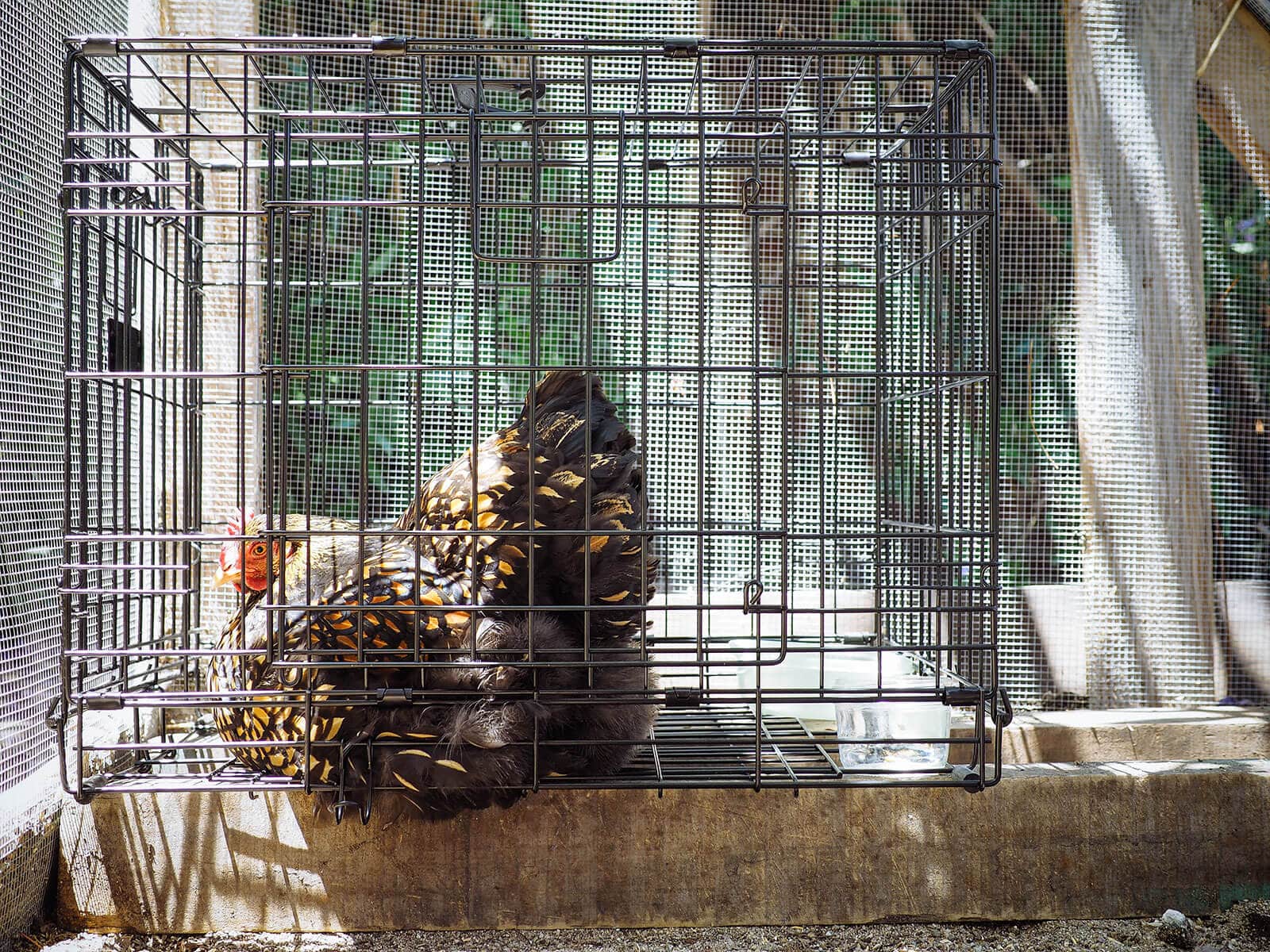 It takes two to six days to break a broody hen with confinement in chicken jail