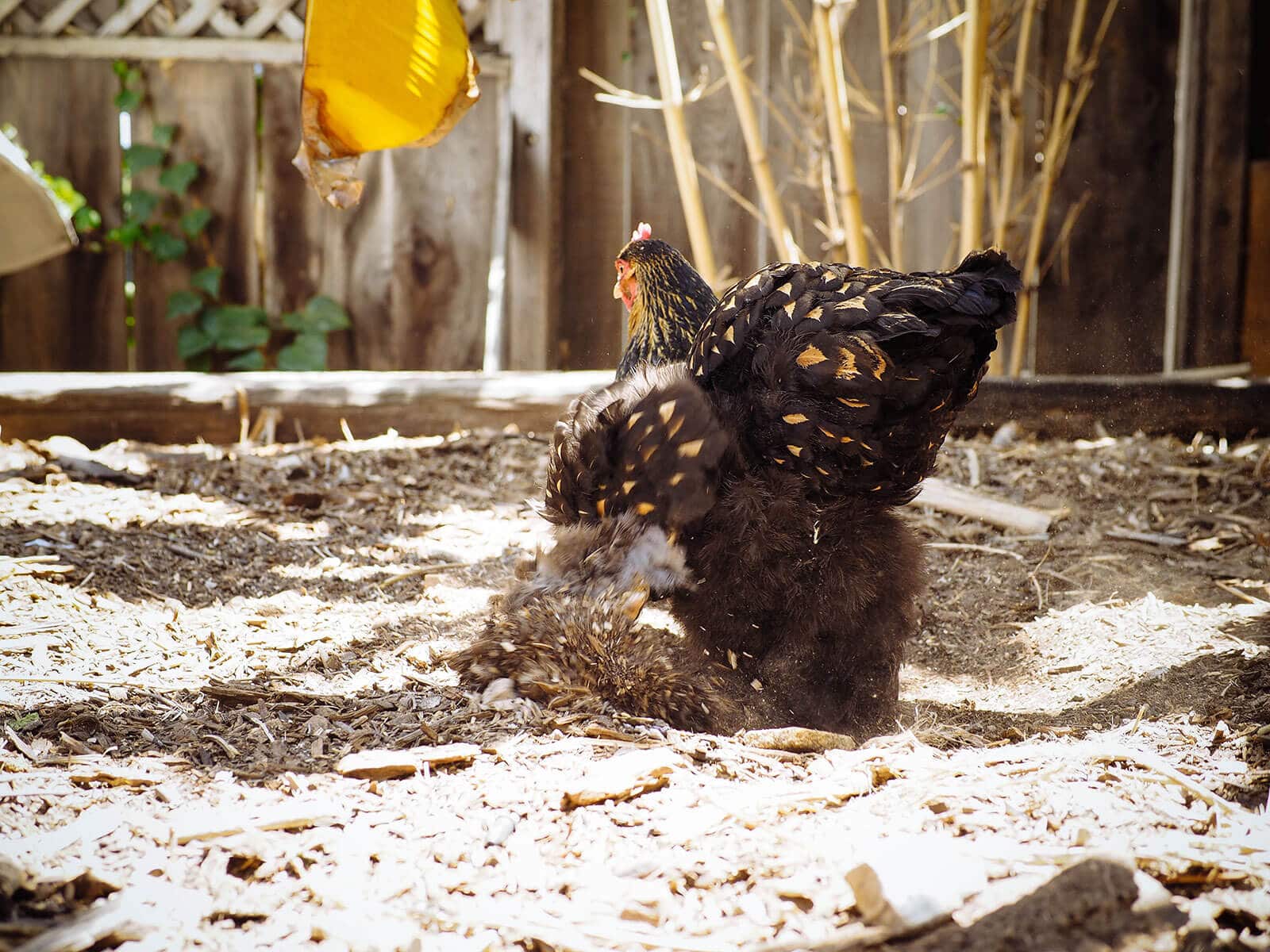 Happy Cochin hen scratching in the dirt