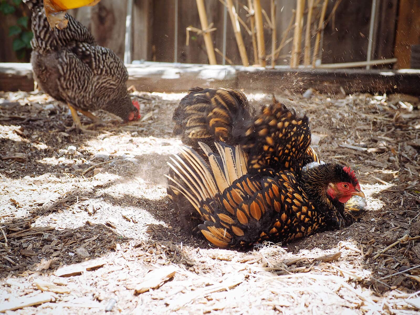 Cochin chicken dust bathing after stopping her broody behavior