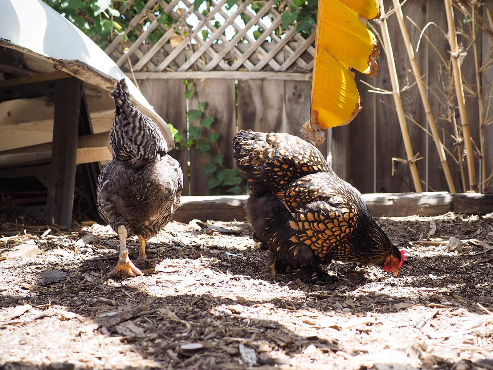 Broody hen back to her normal social self again