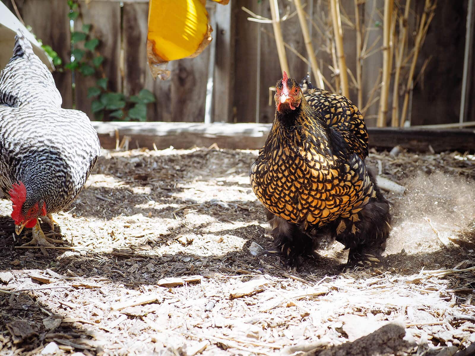 Cochin chicken scratching in mulch