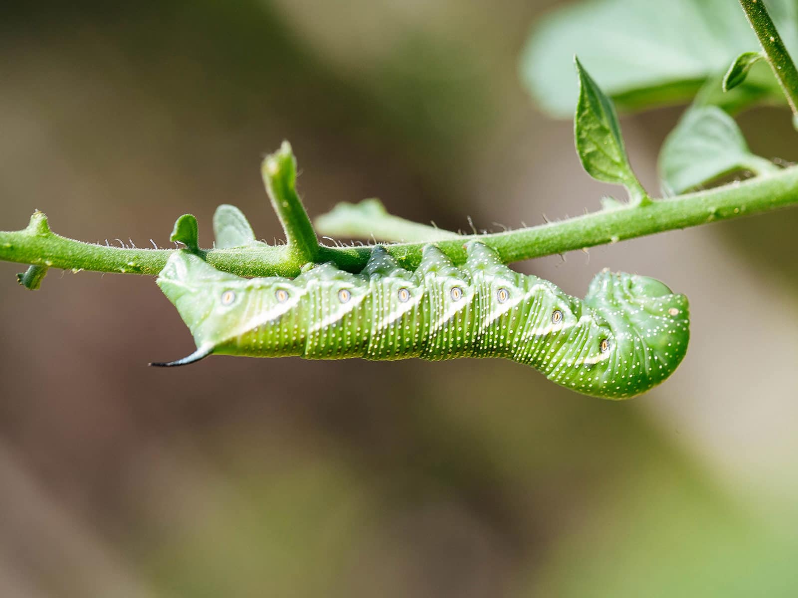 Tomato hornworm hanging on a tomato vine