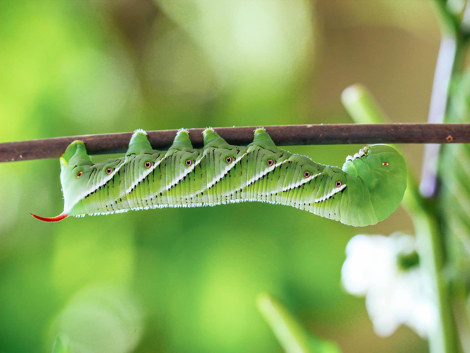 Tobacco hornworm hanging on a small branch