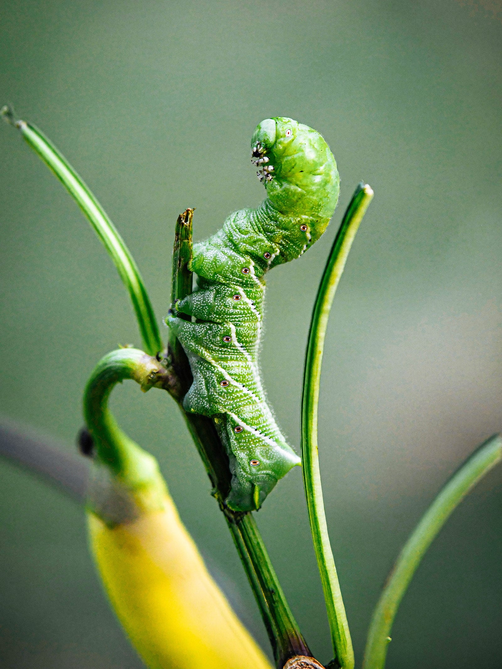 A hornworm standing on the end of a pepper plant stem with no leaves left on it