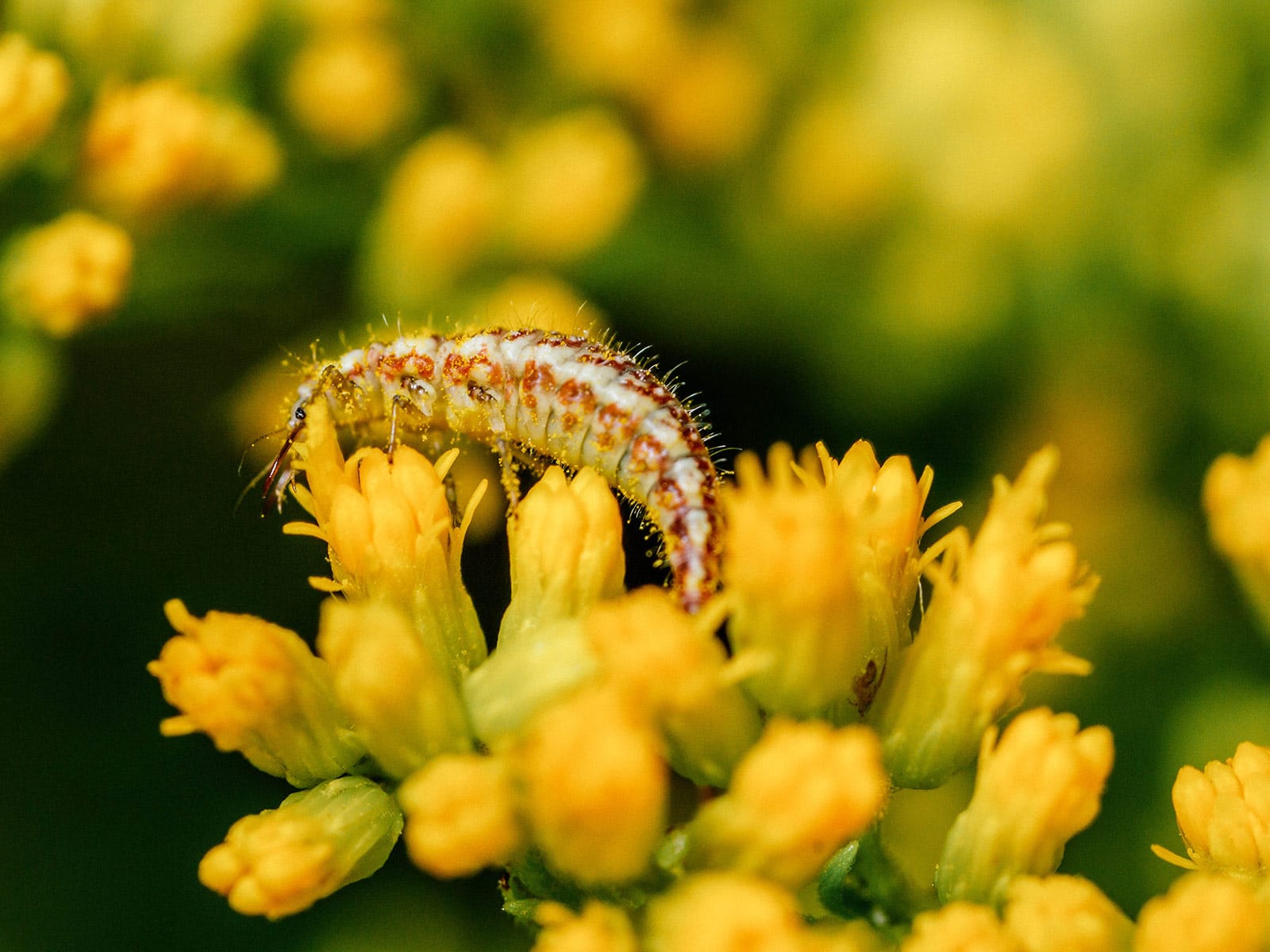 Lacewing larva crawling on a goldenrod flower head